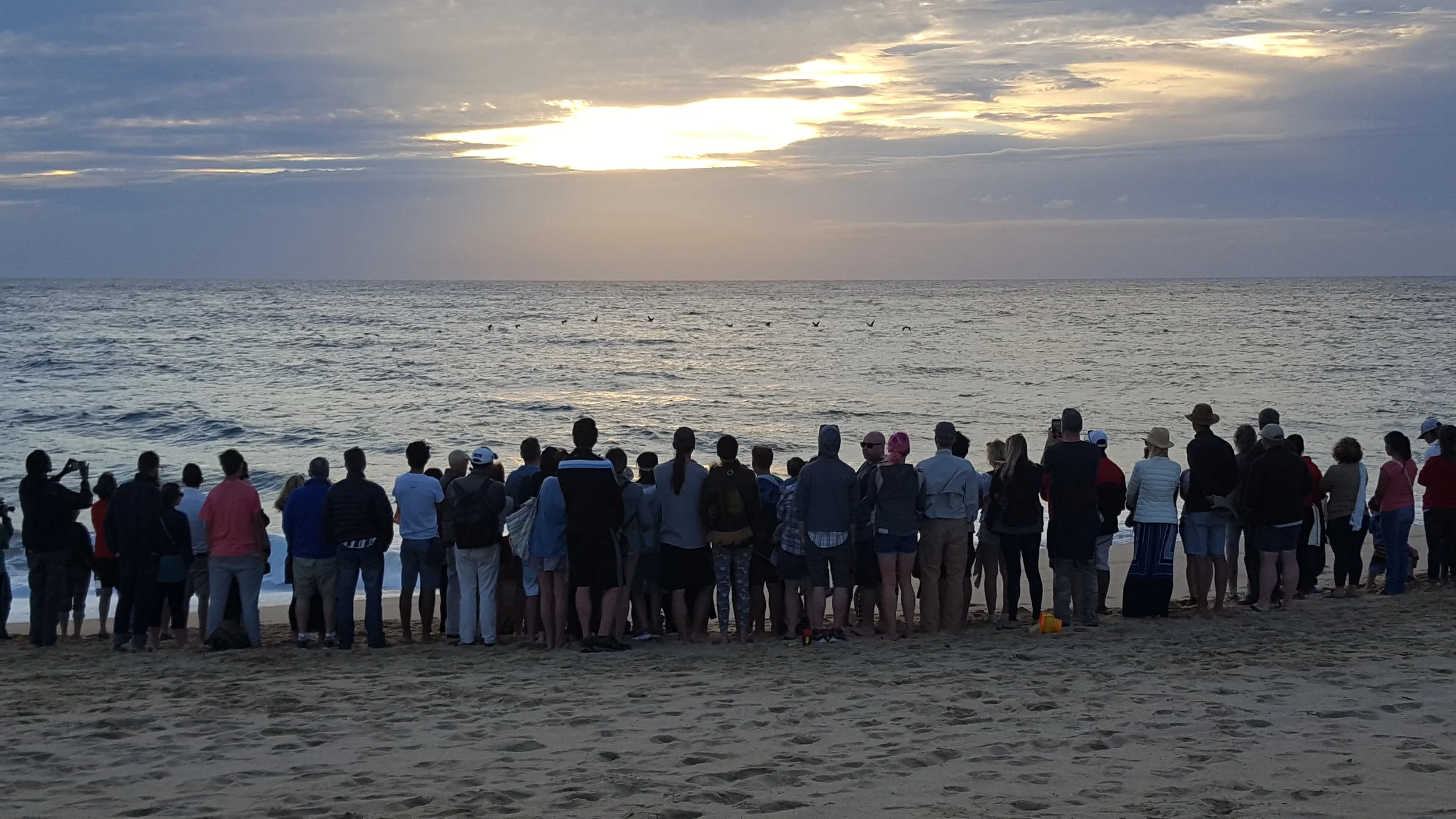 Everyone gathering around to cheer on the little turtles.