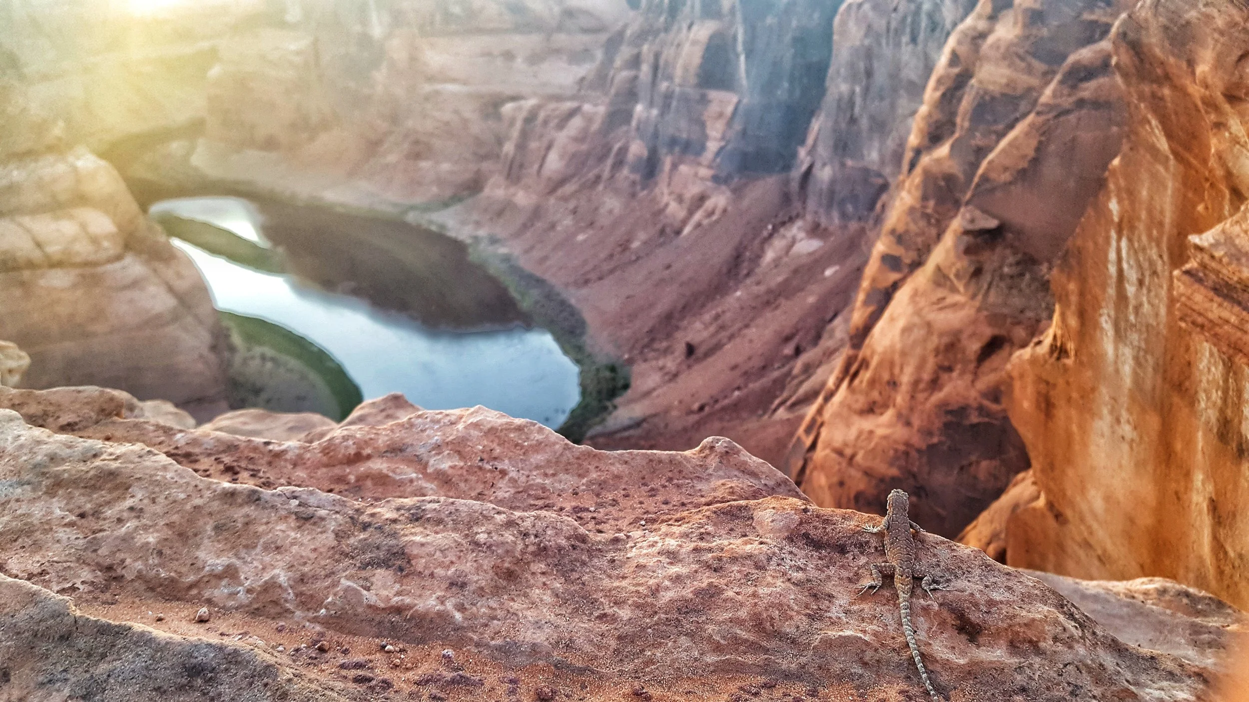 Even the lizards want in on a glimpse of this stunning place!