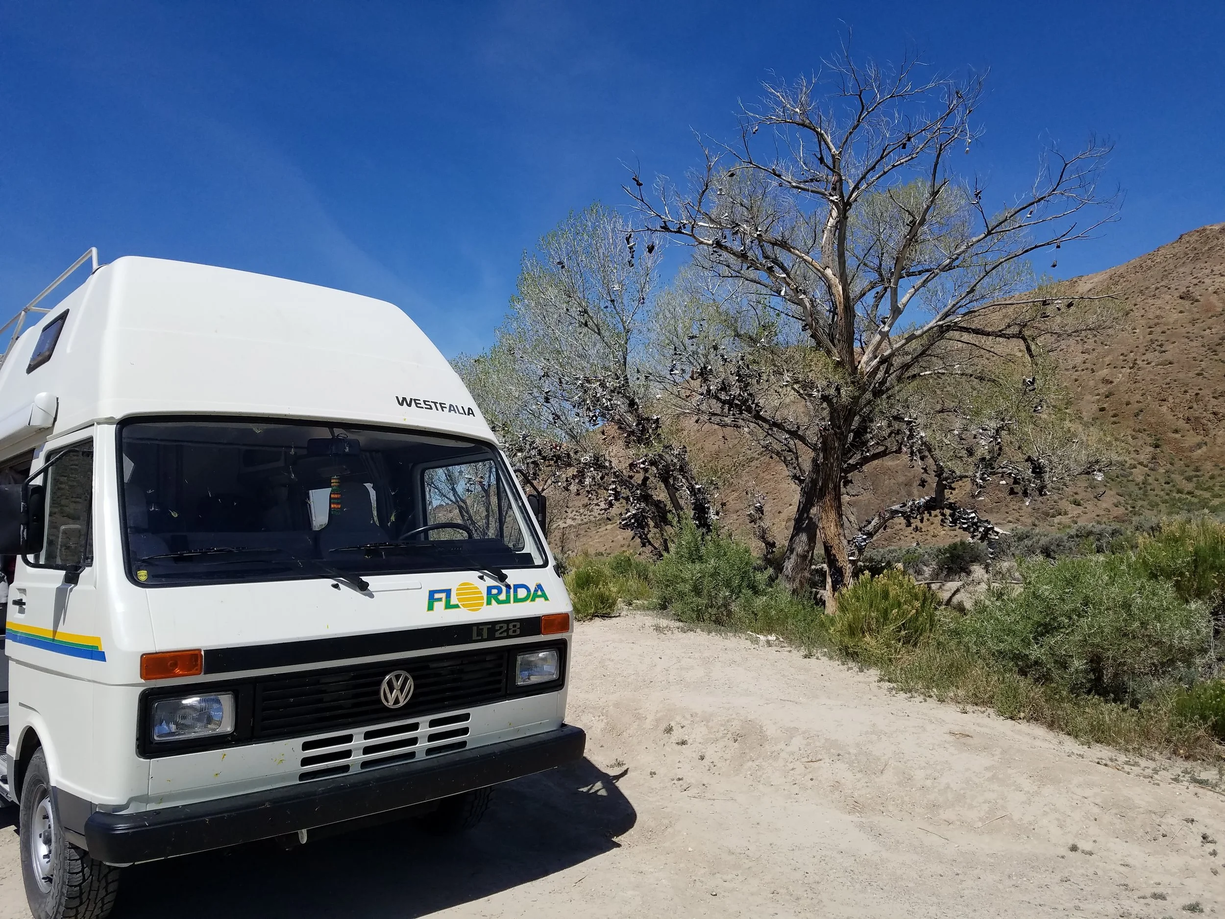 The legendary Shoe Tree of Middlegate - a cottonwood filled with old shoes. Read about the folklore here.