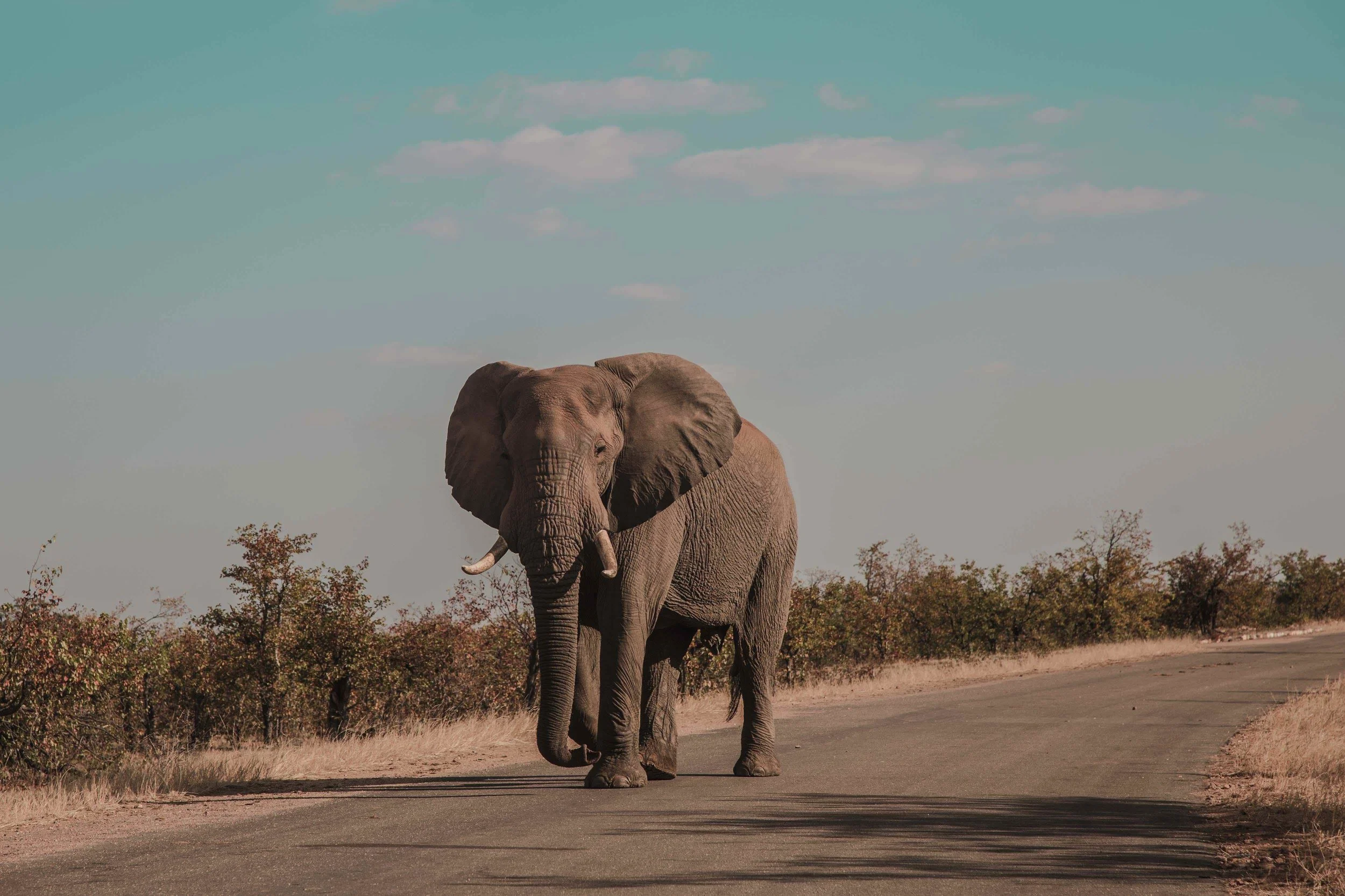 África-4.jpg
