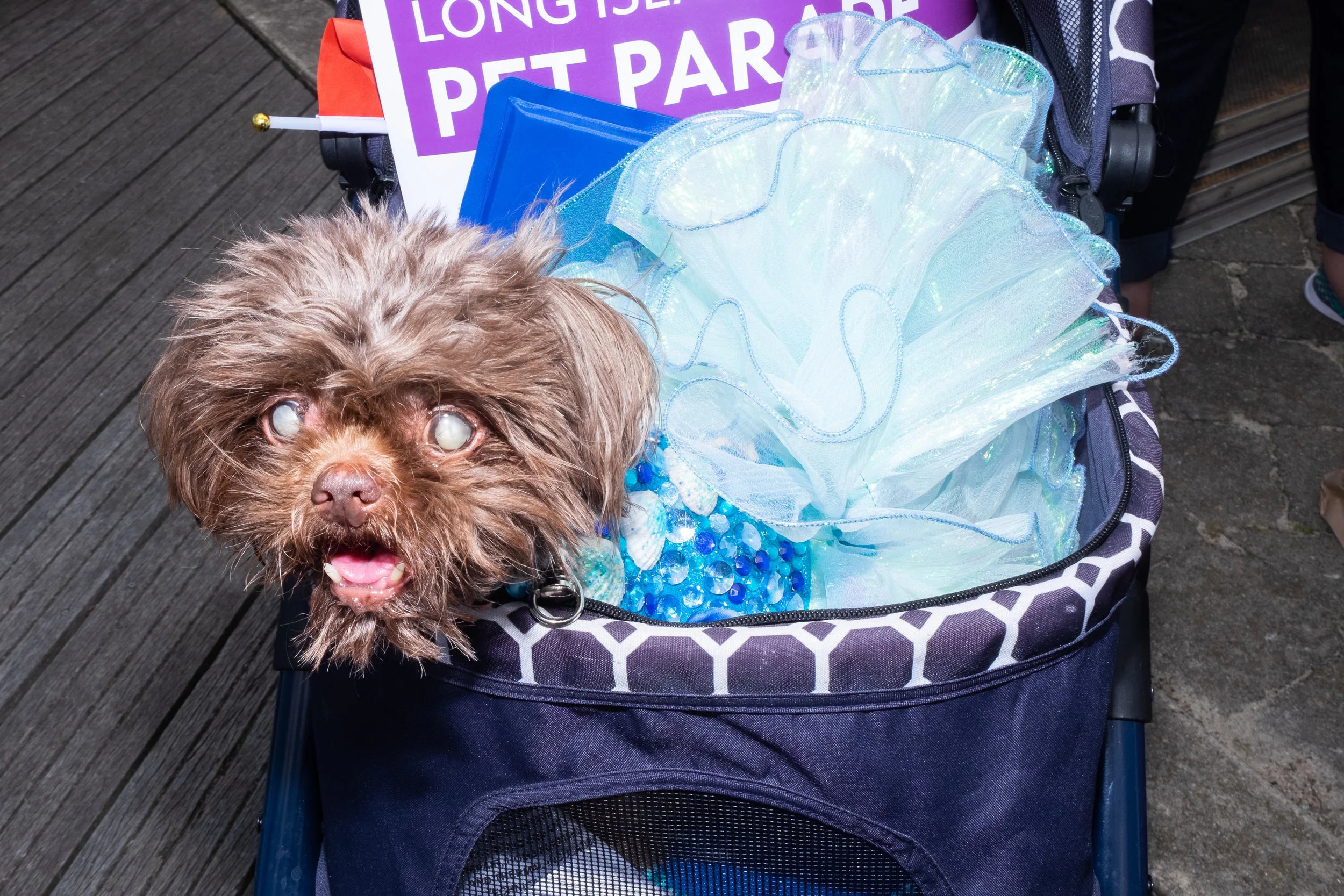 PetParade10.jpg