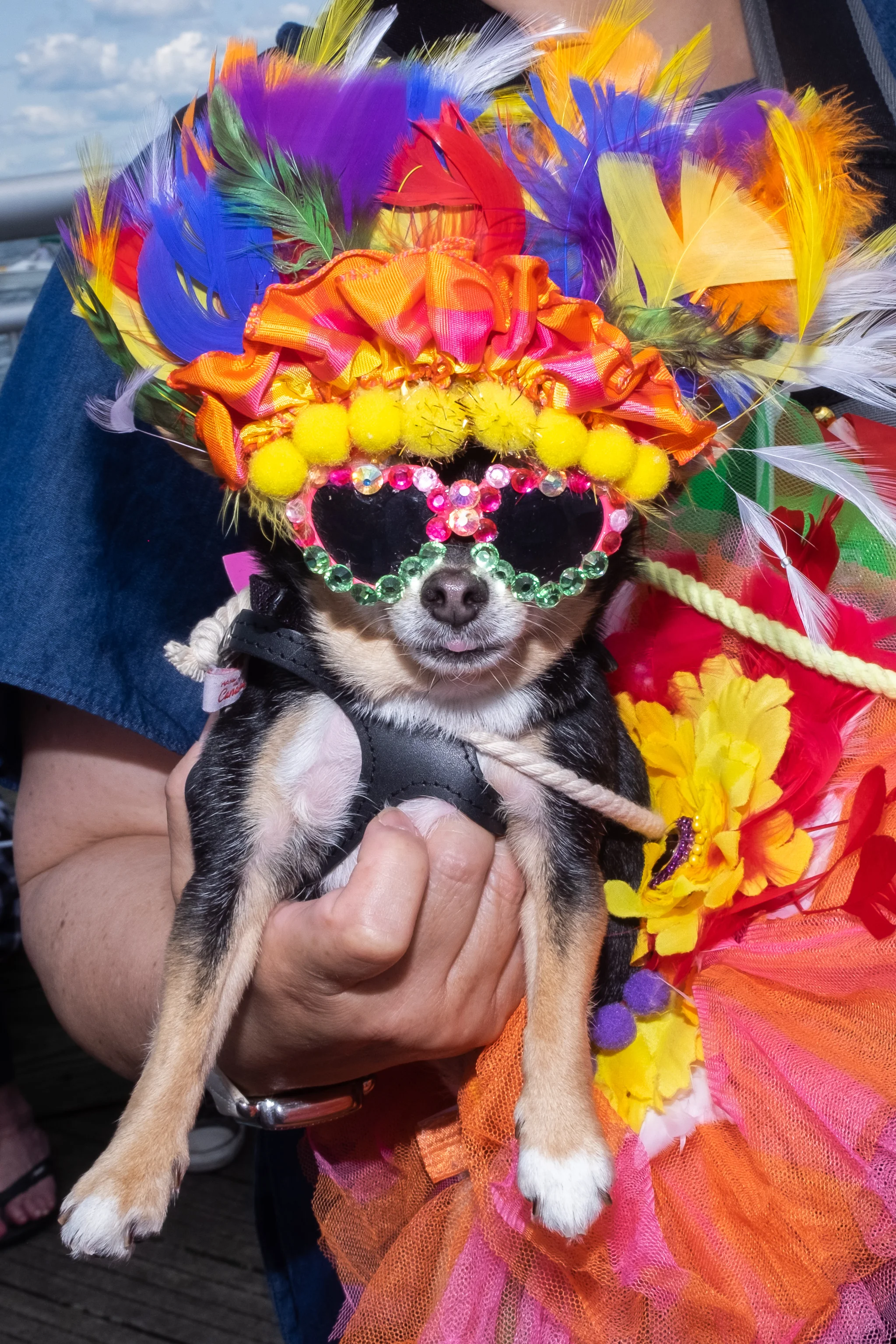 PetParade2.jpg