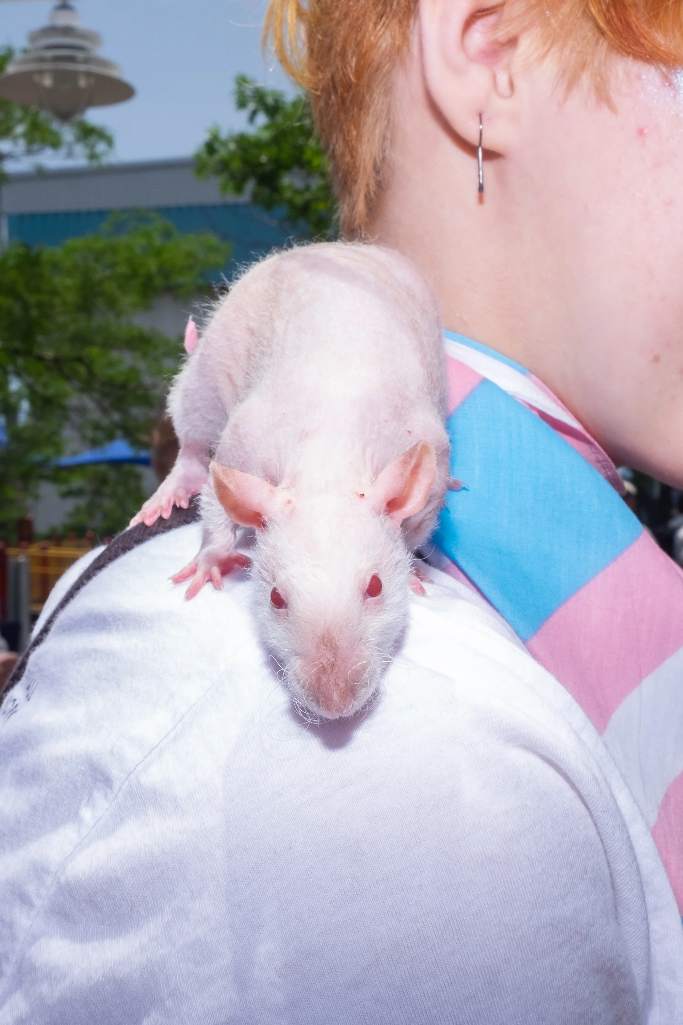 PetParade8.jpg
