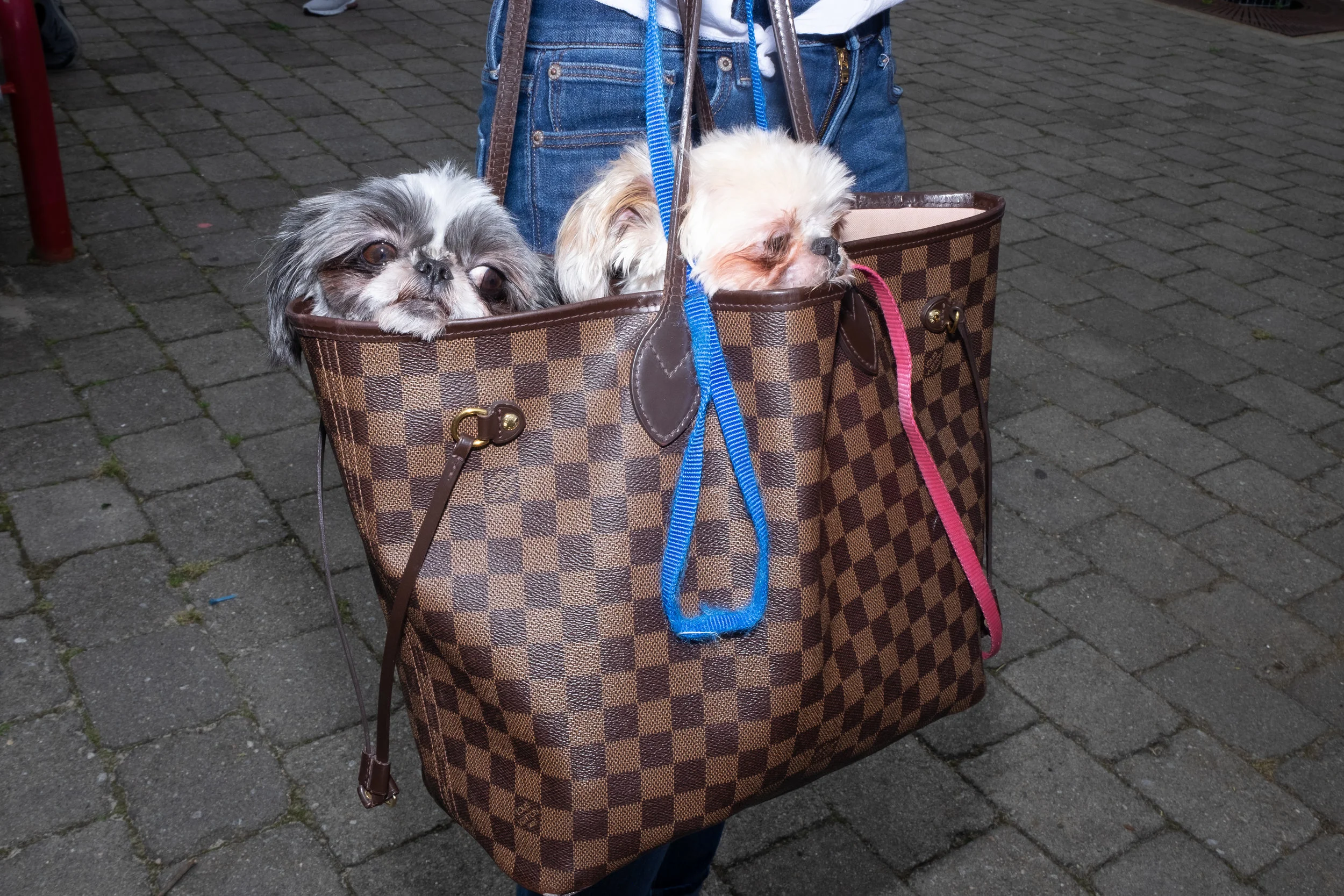 PetParade5.jpg