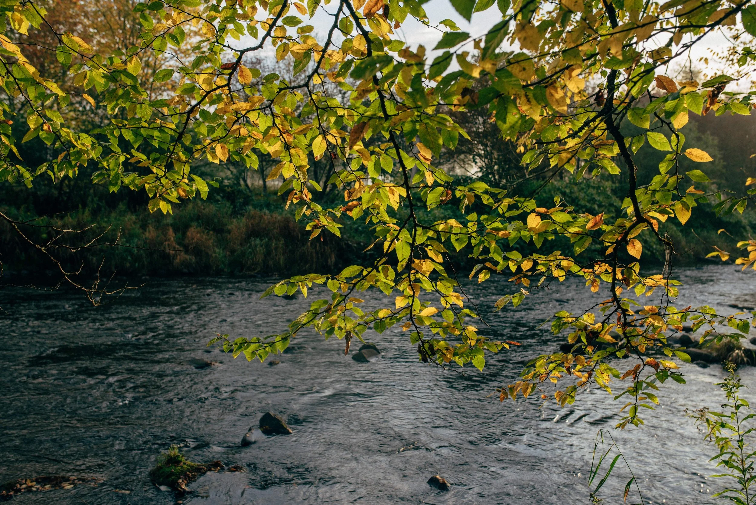 The-Debruce-Fall2017-Content-LWRNCBRN-DIGITAL-0022 copy.jpeg