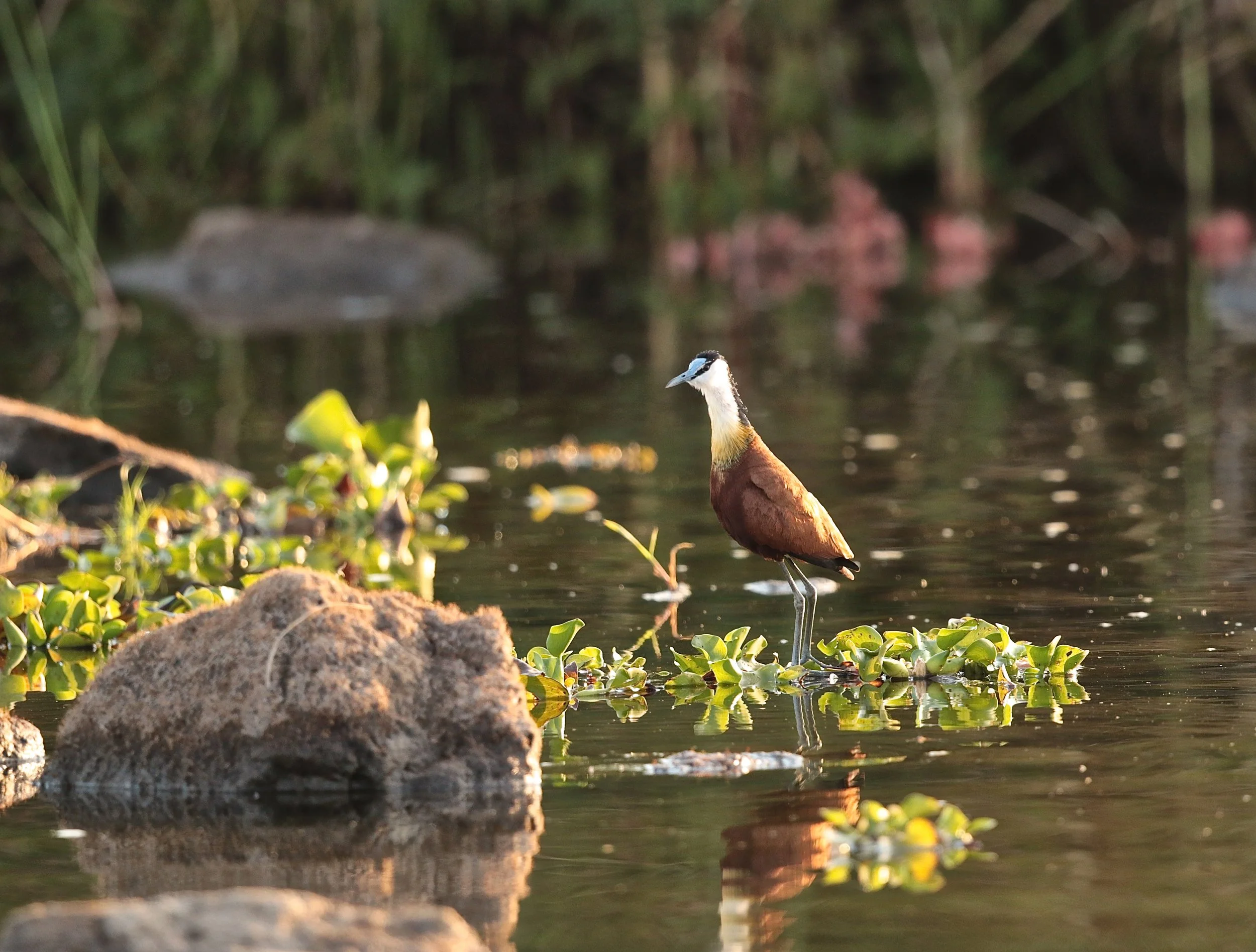 African Jacana.JPG