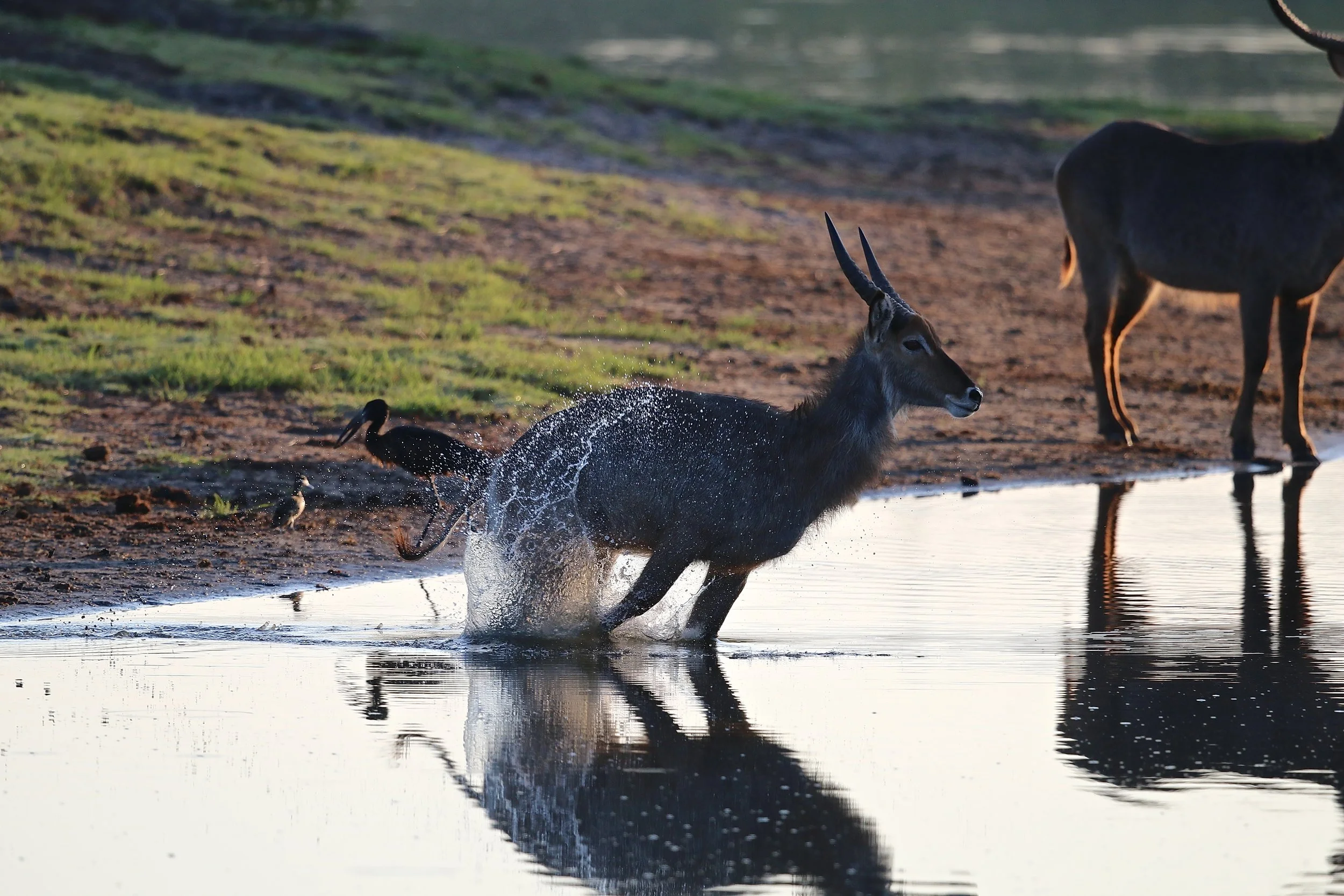 Waterbuck.JPG