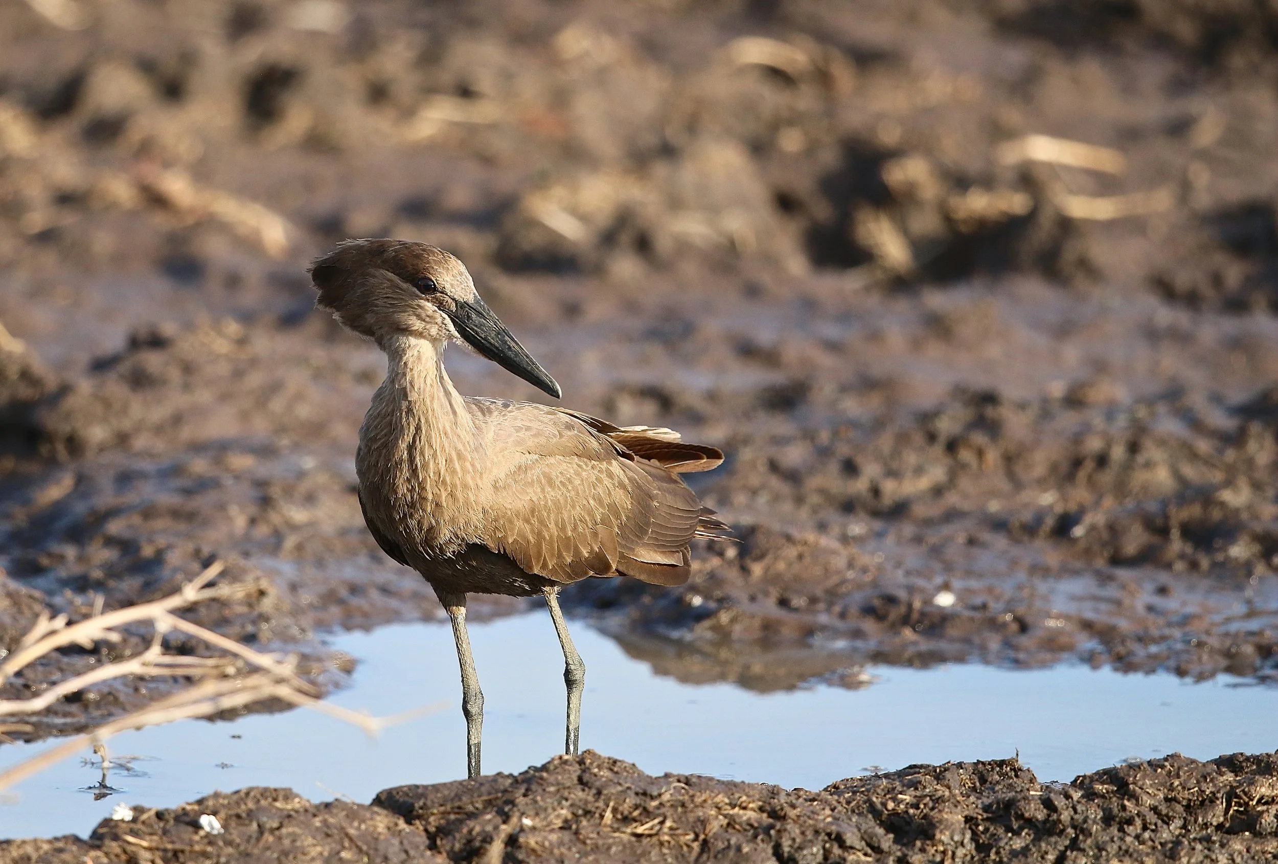 Hamerkop.JPG