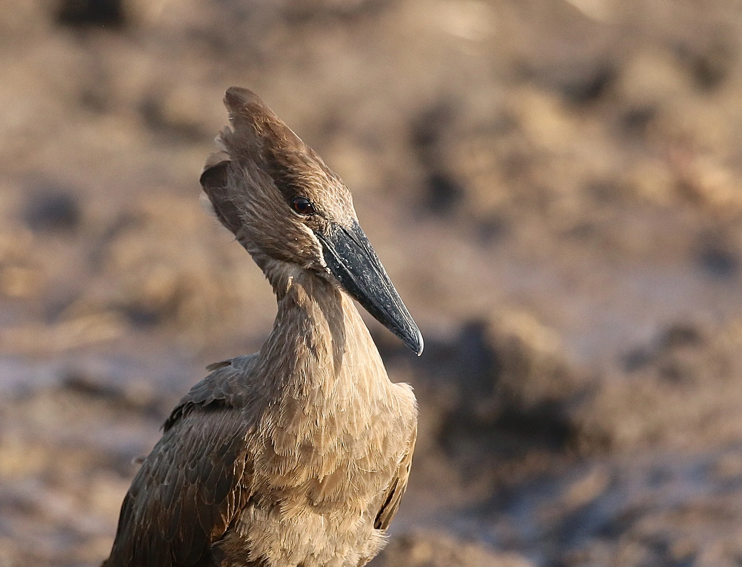 Hamerkop.JPG