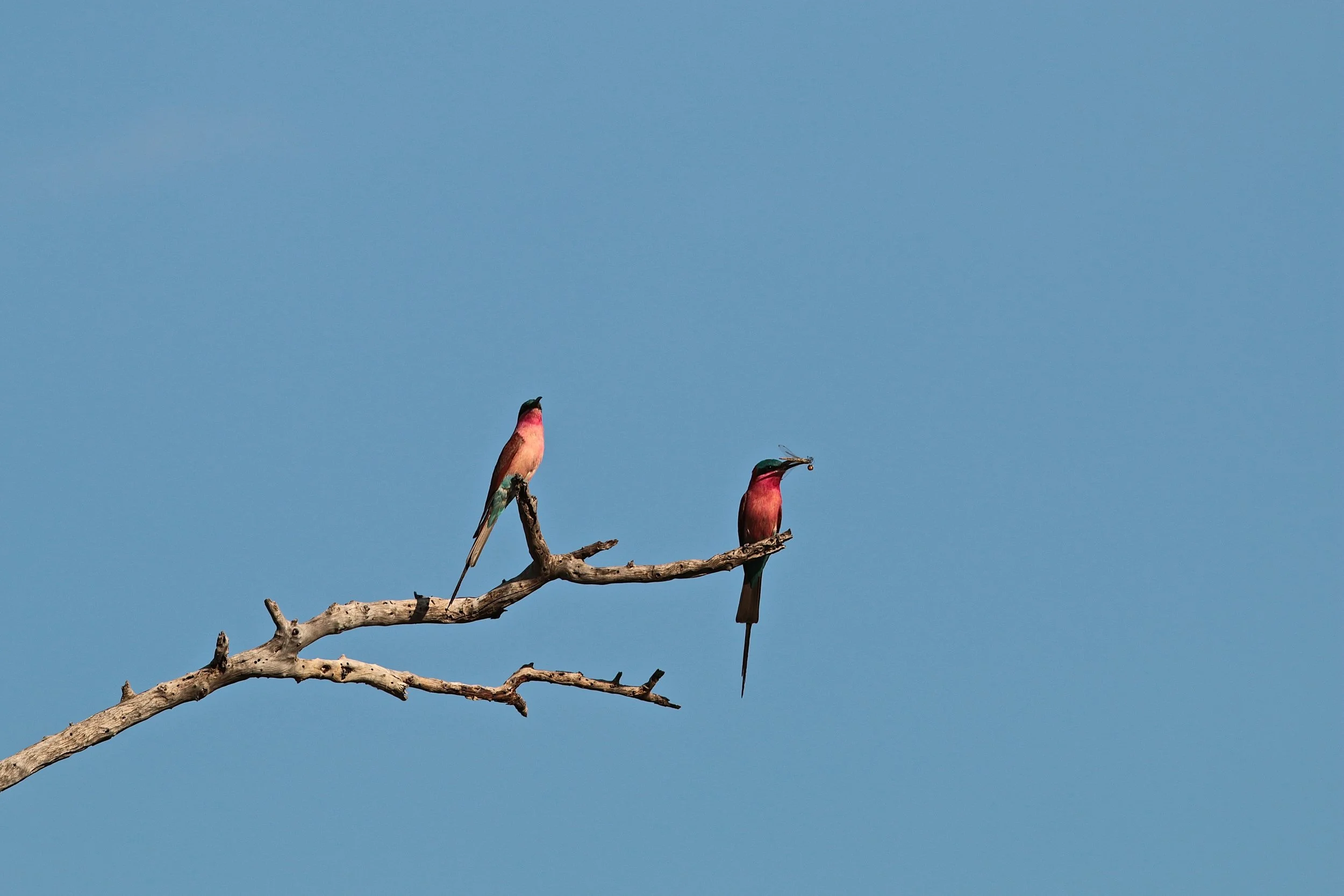 Carmine bee-eater.JPG