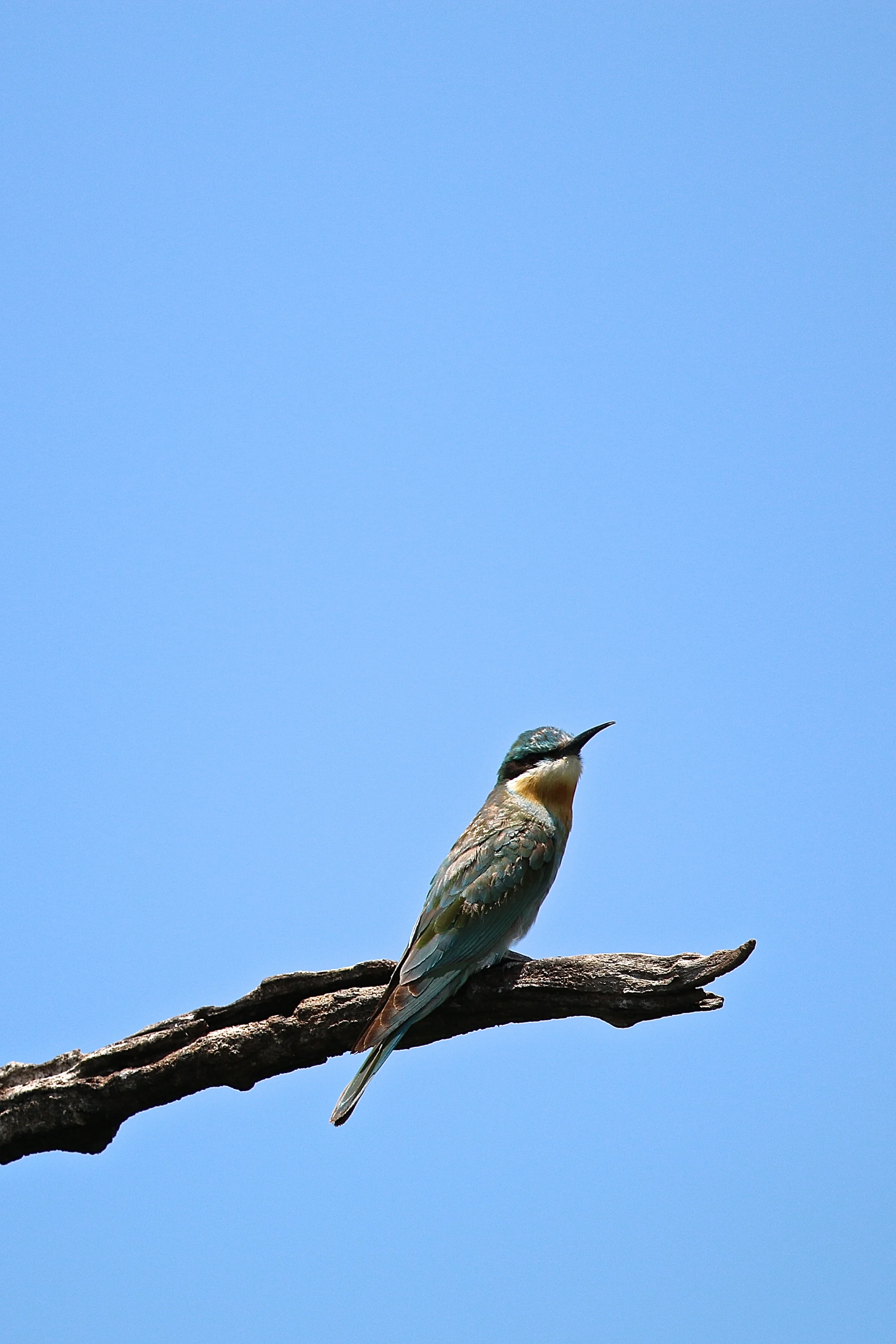 Bluecheeked bee-eater.JPG