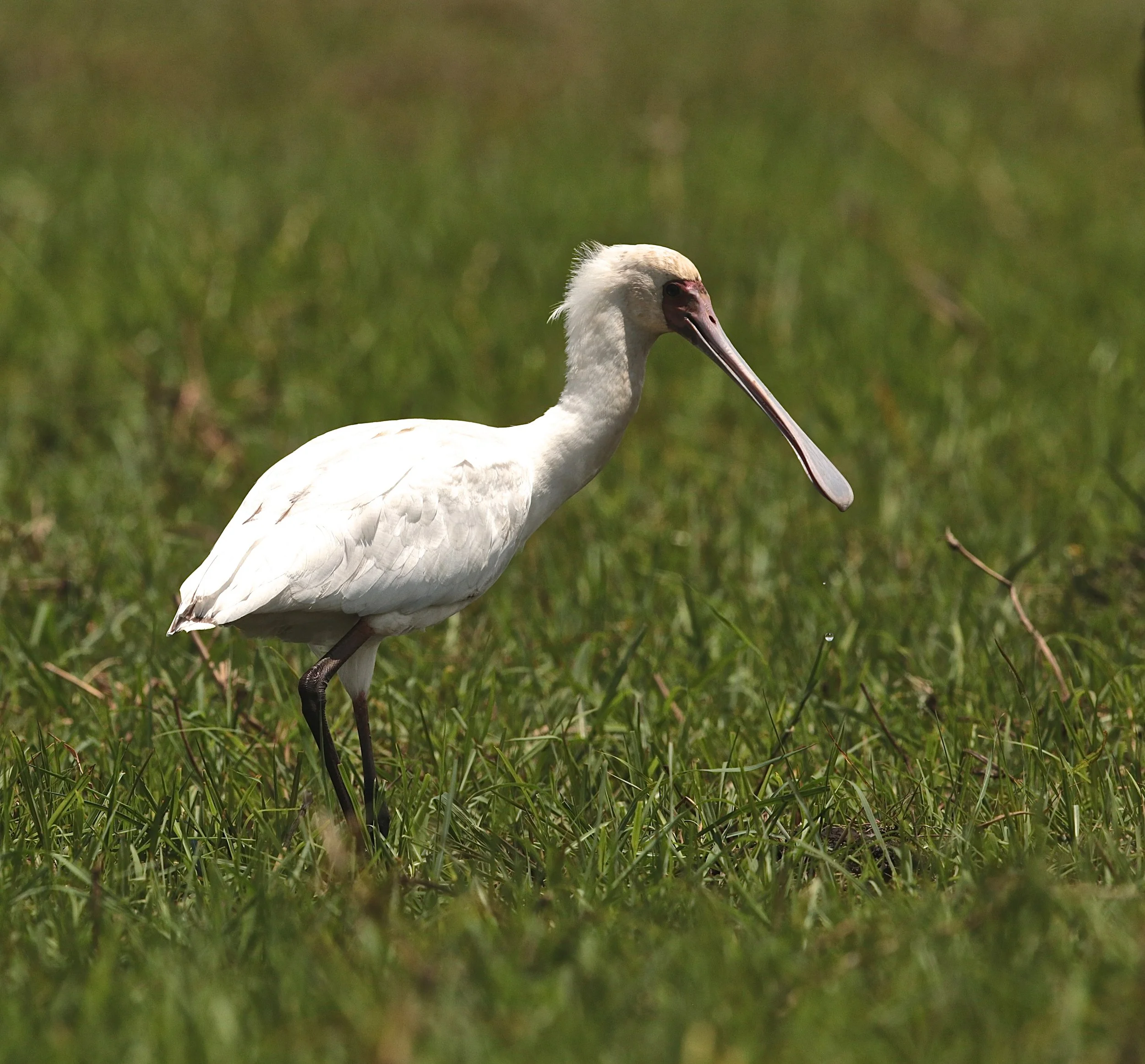 African spoonbill.JPG