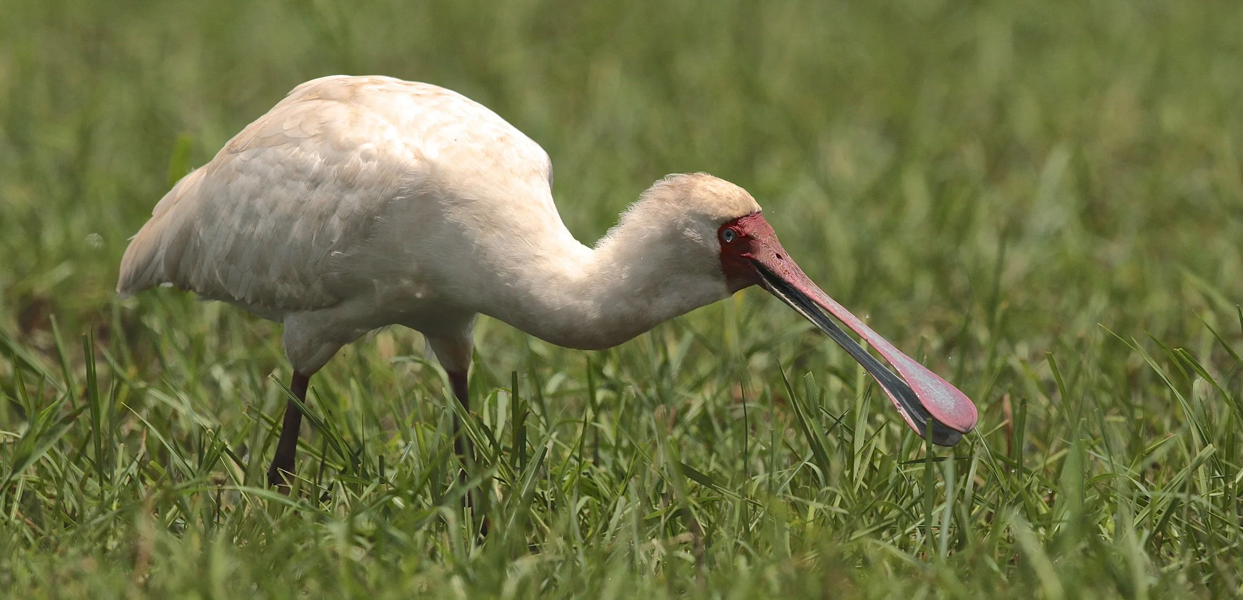 African spoonbill.JPG