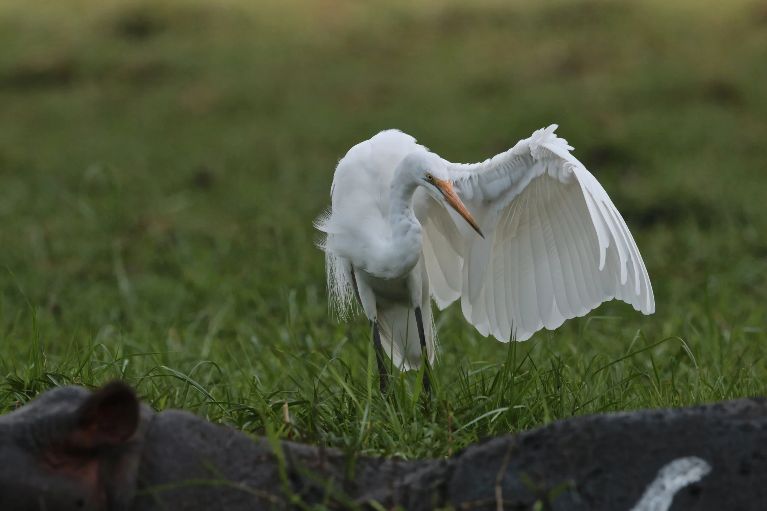 Great white egret.JPG
