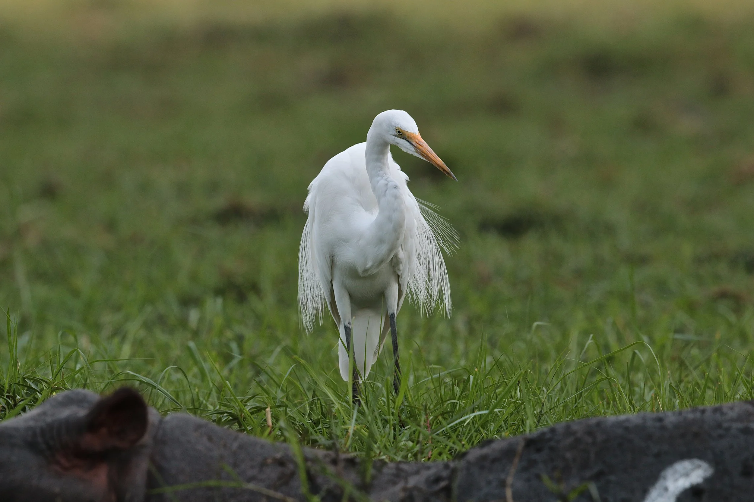 Great white egret.JPG