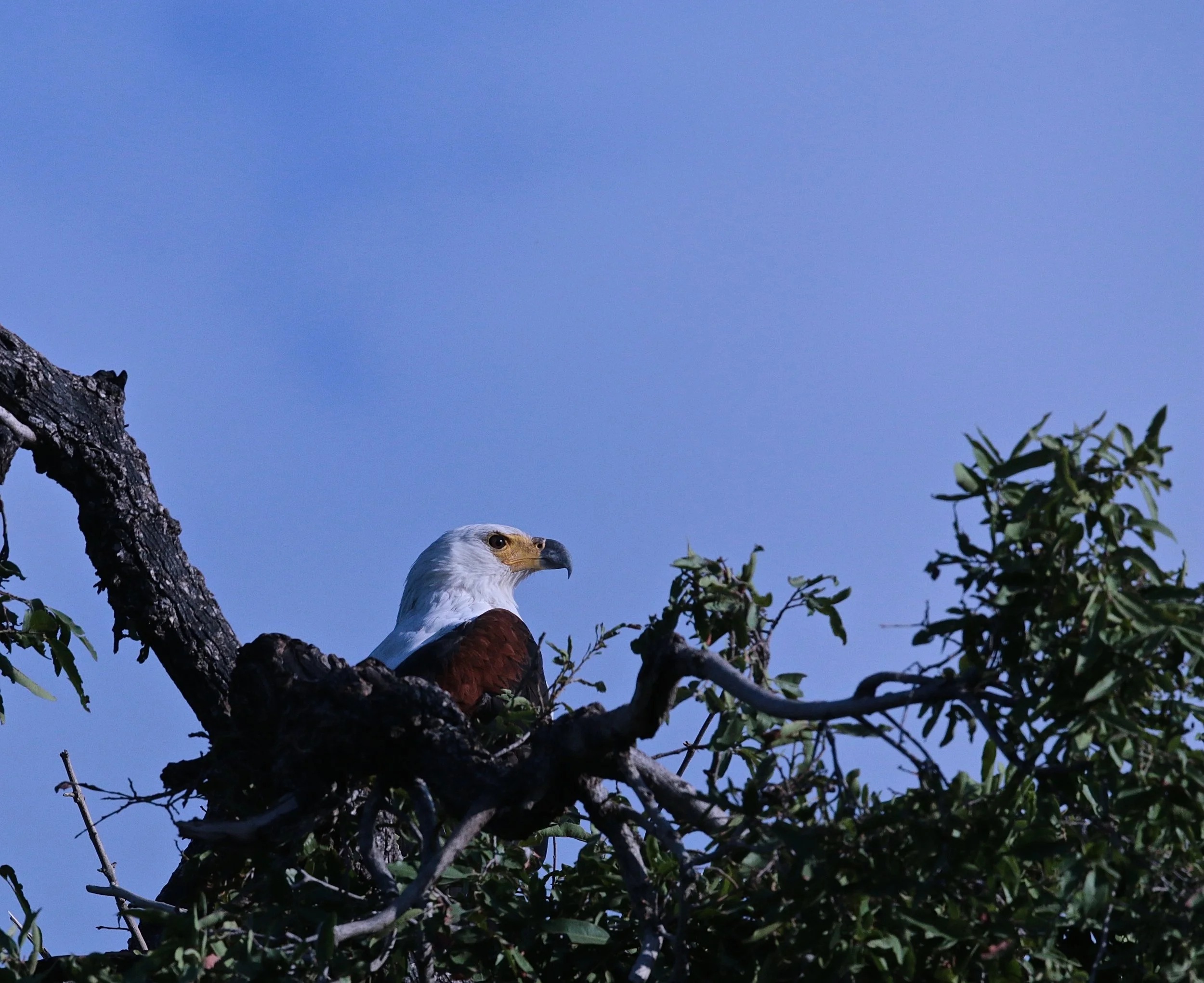 African fish eagle.JPG