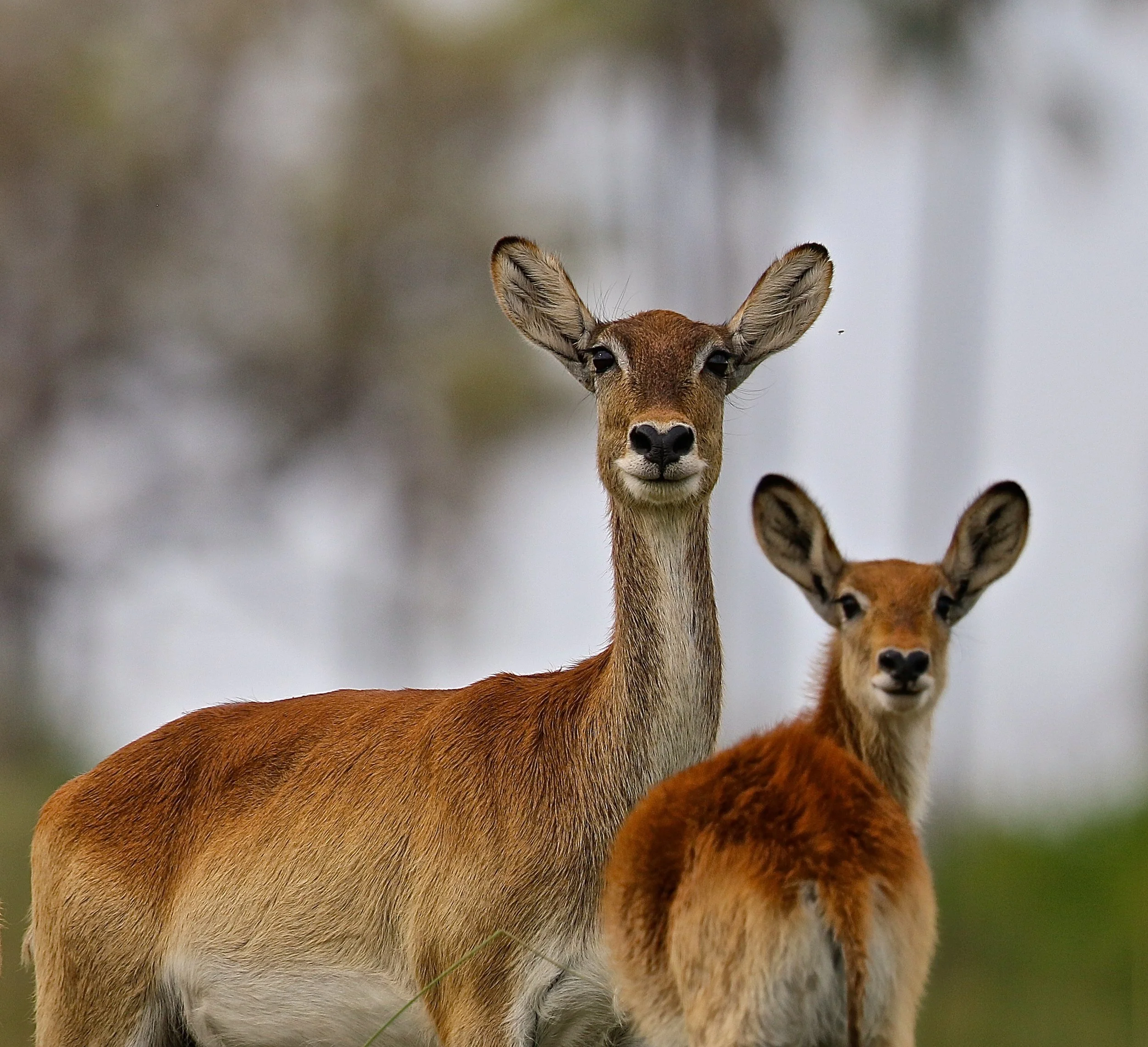 Red Lechwe.JPG