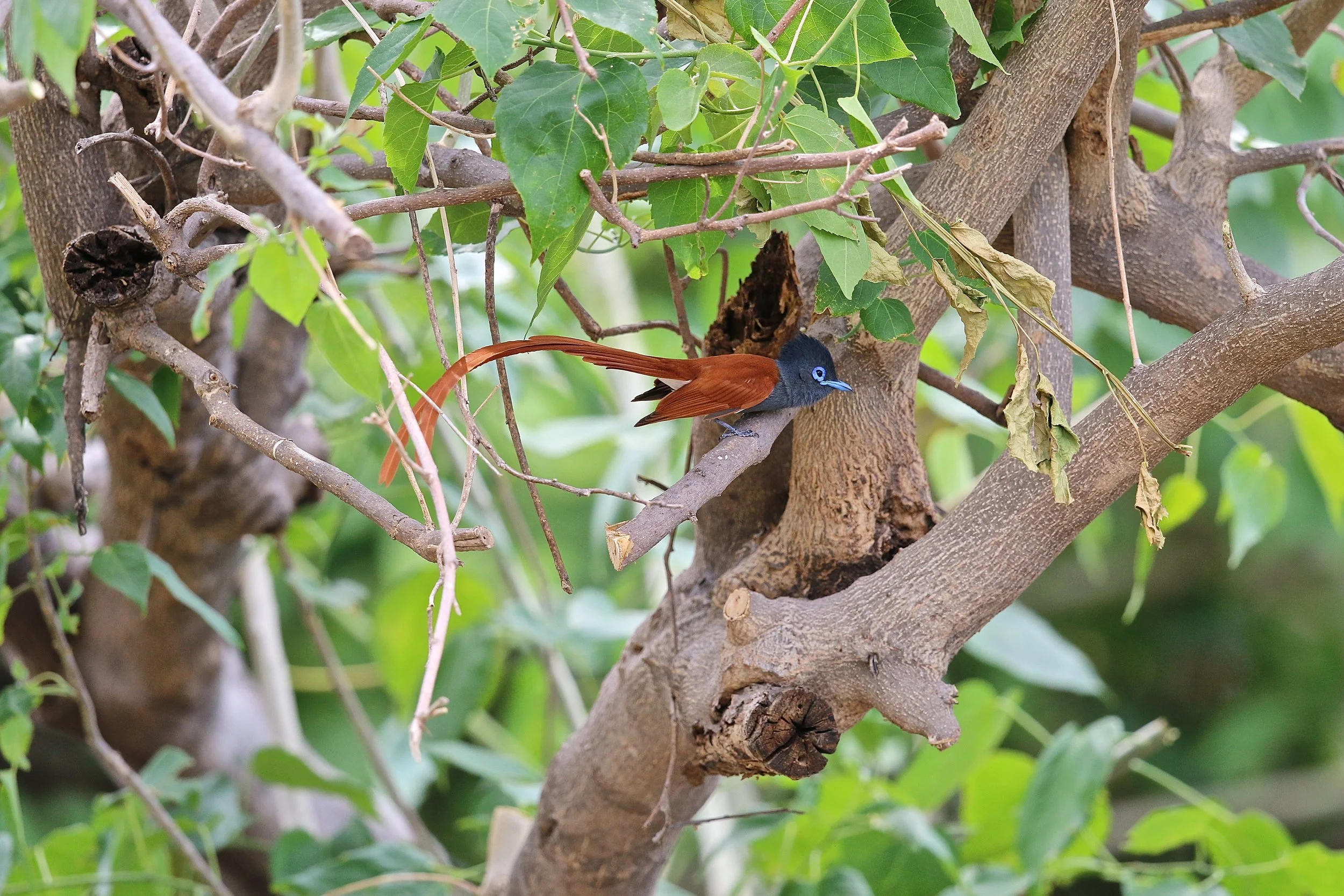 Paradise Flycatcher.JPG