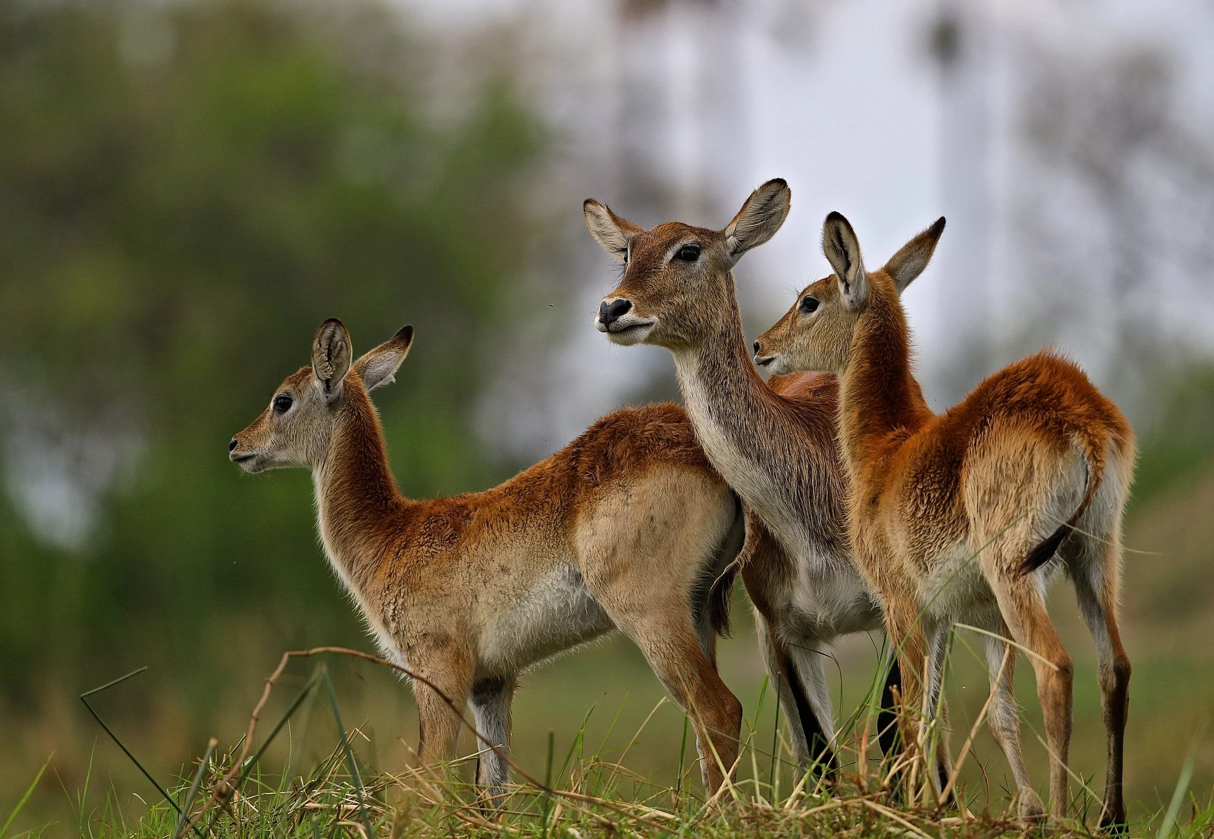 Red Lechwe.JPG