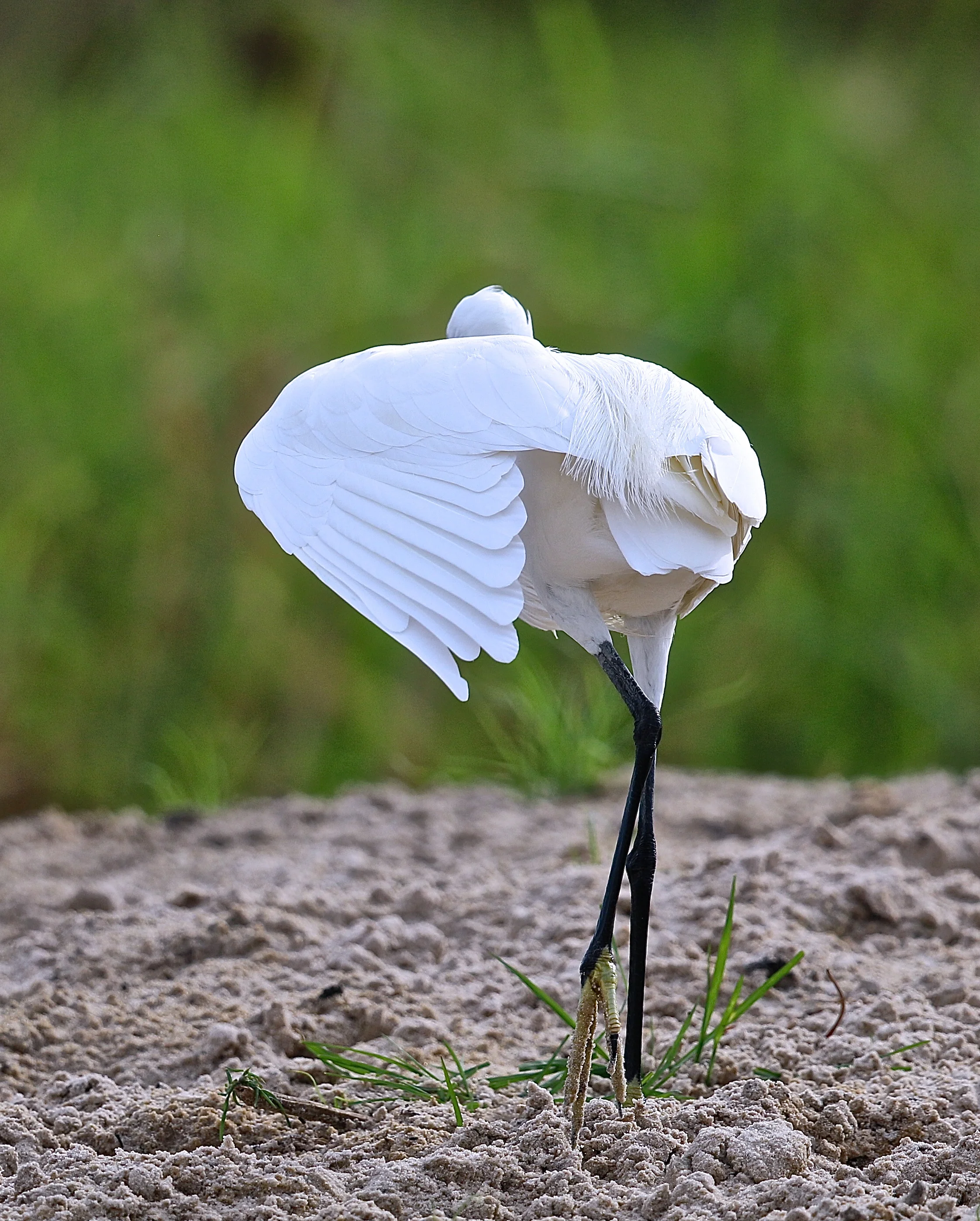 Little egret.JPG