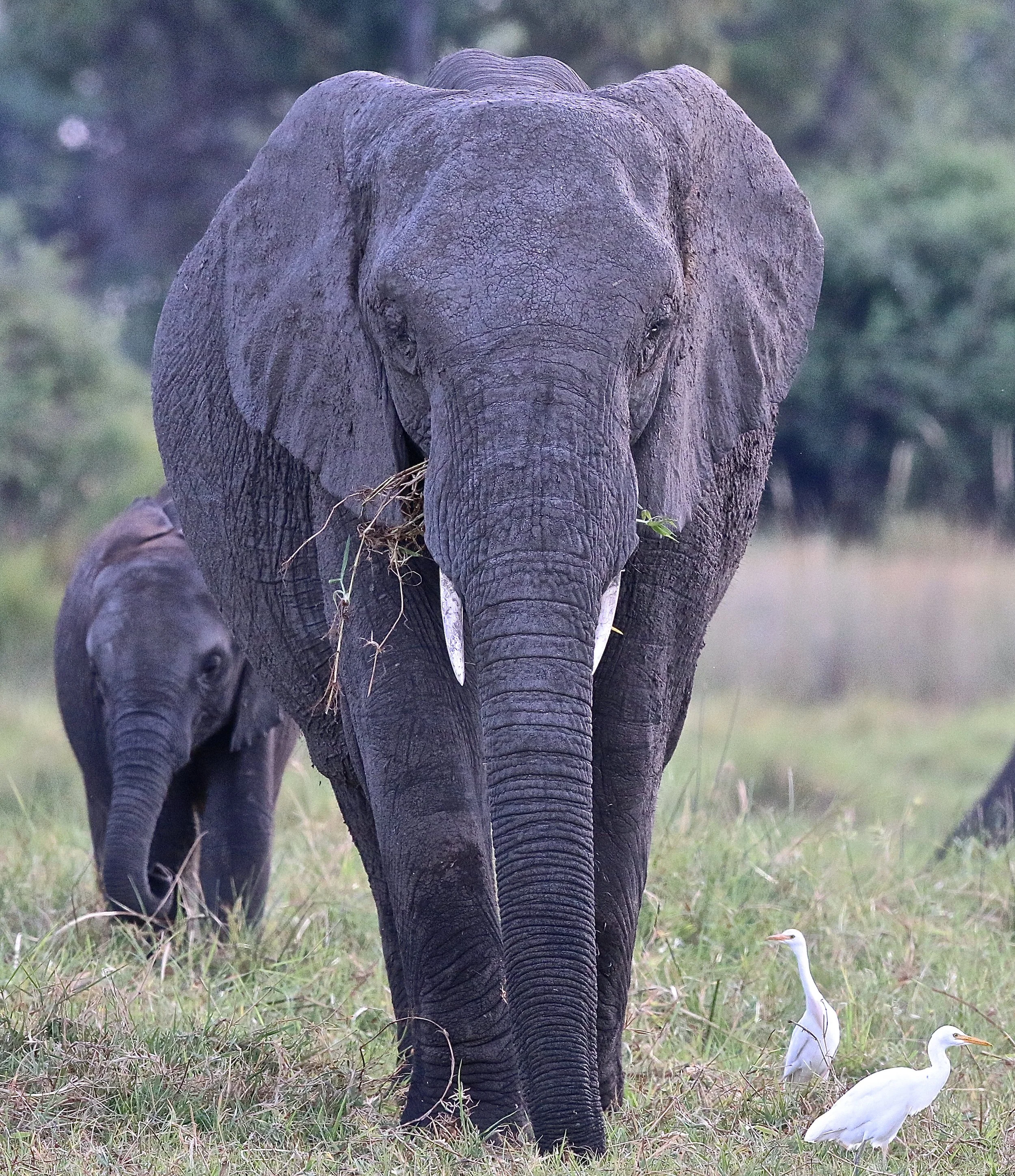 olifant.JPG
