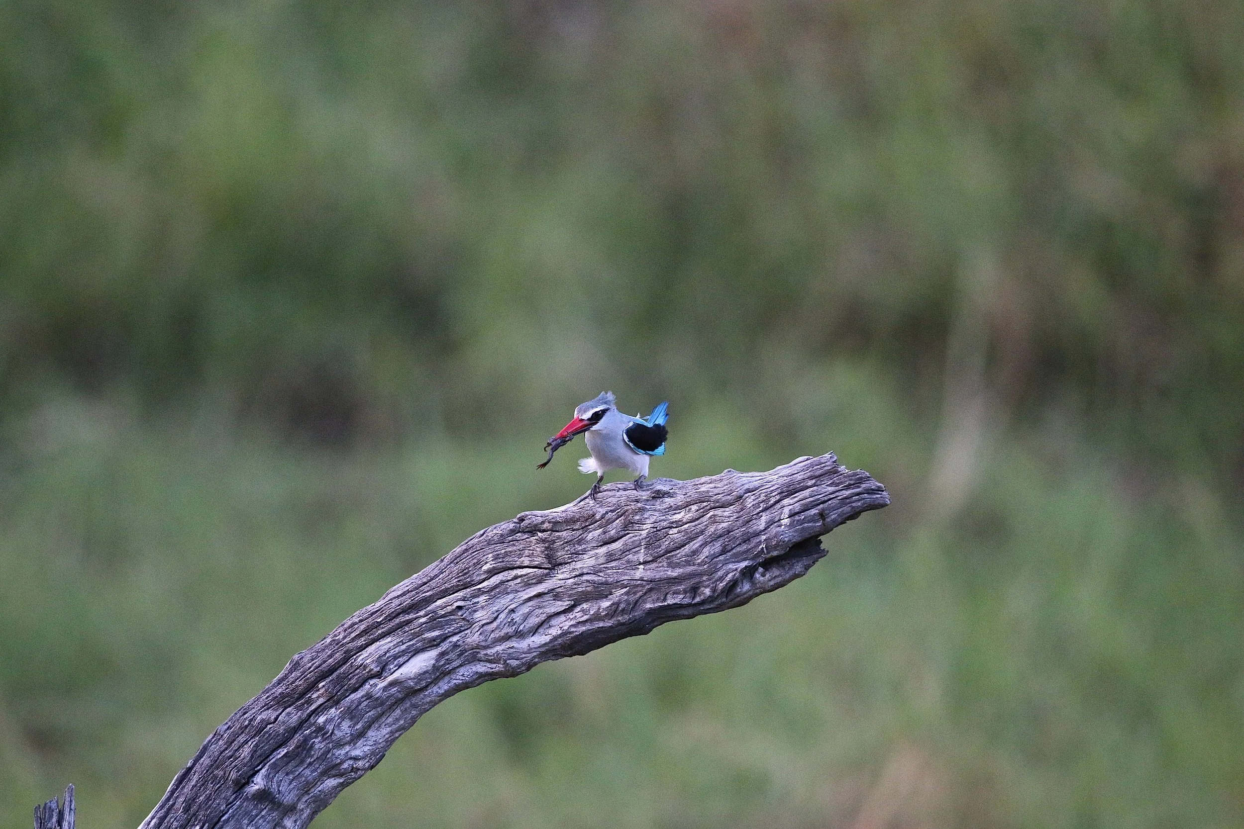 Woodland kingfisher.JPG