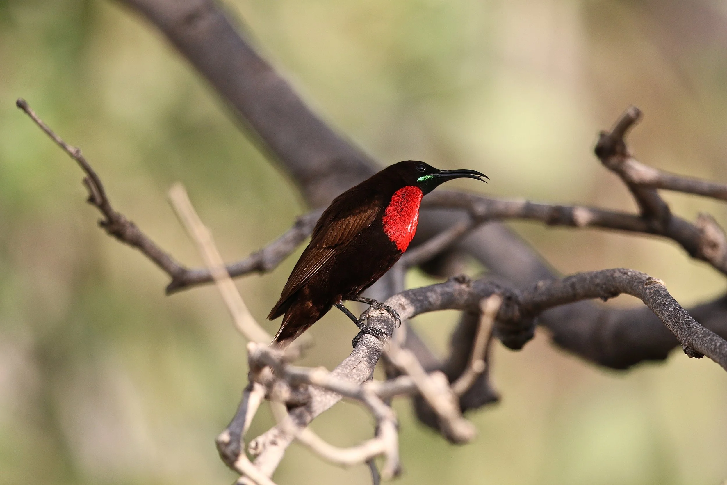 Scarletchested sunbird.JPG