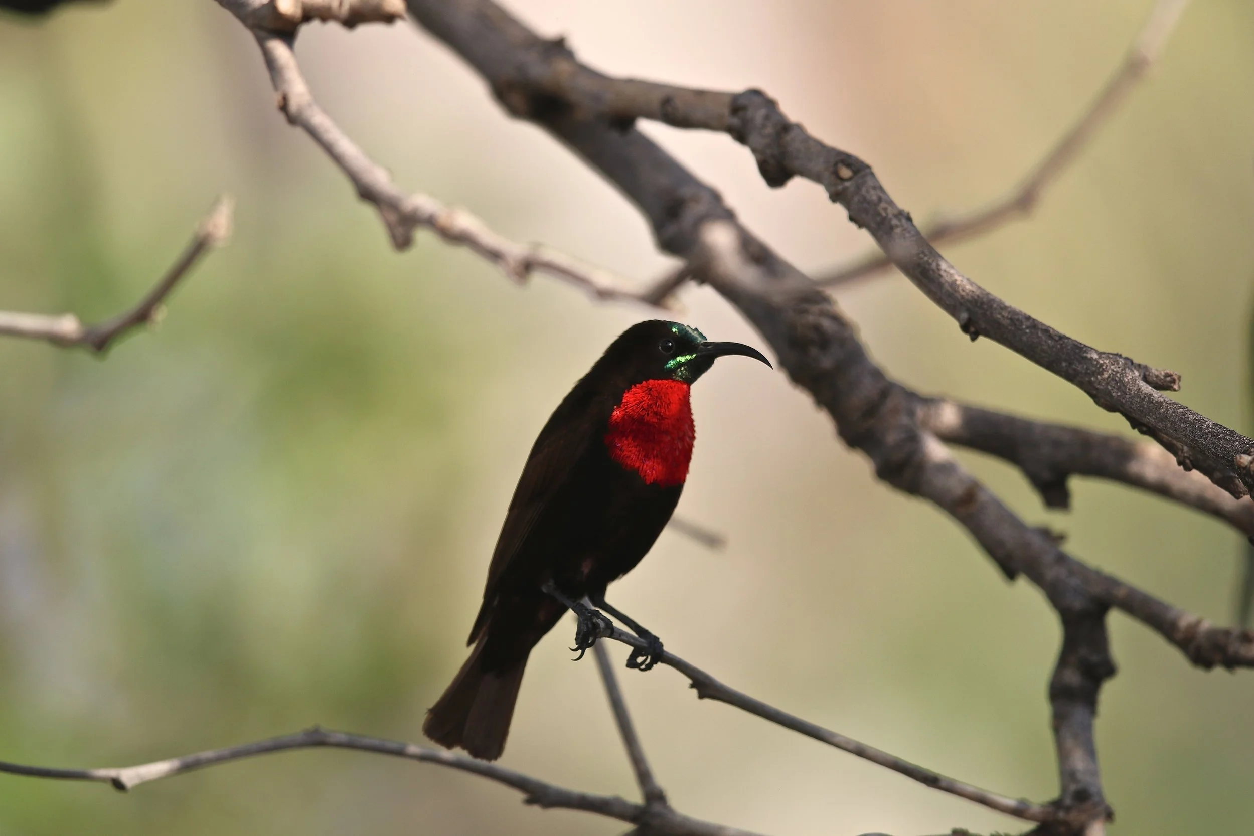 Scarletchested sunbird.JPG