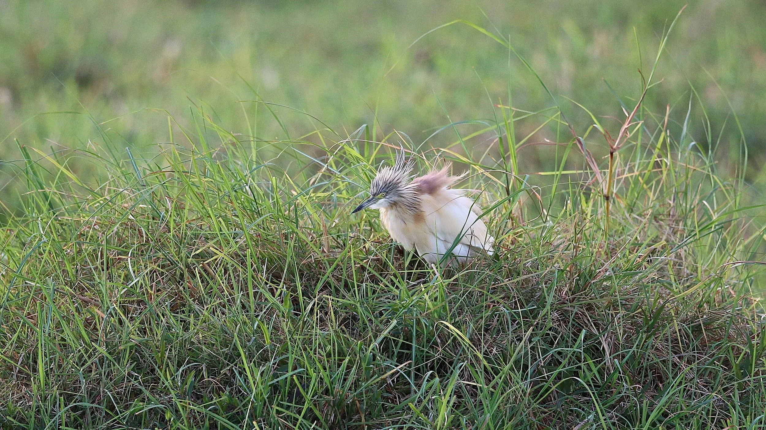 Squacco heron.JPG