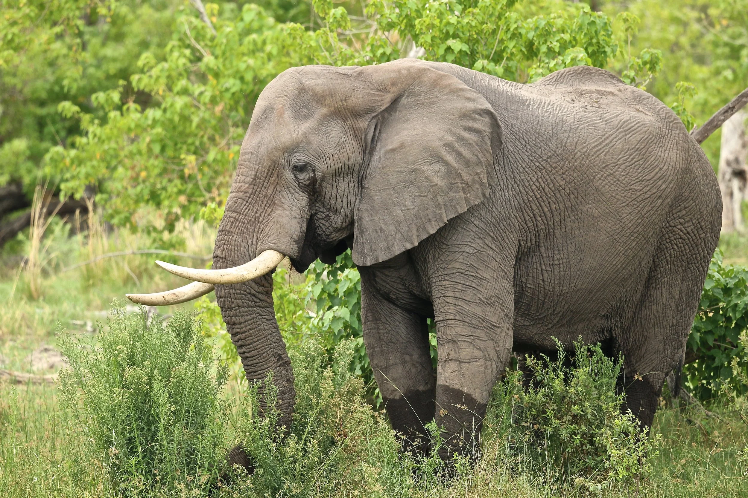 olifant.JPG