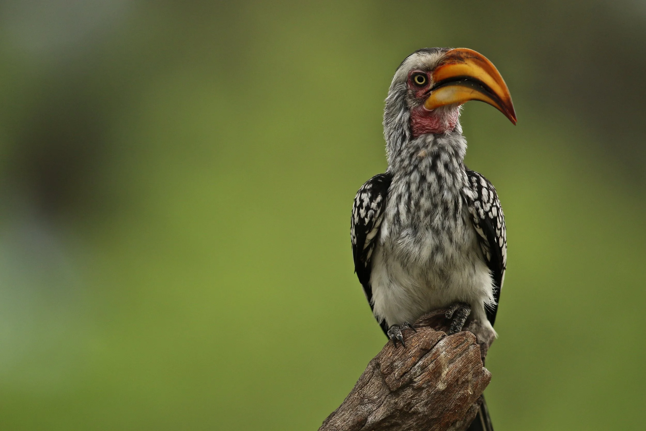 Yellowbilled hornbill.JPG