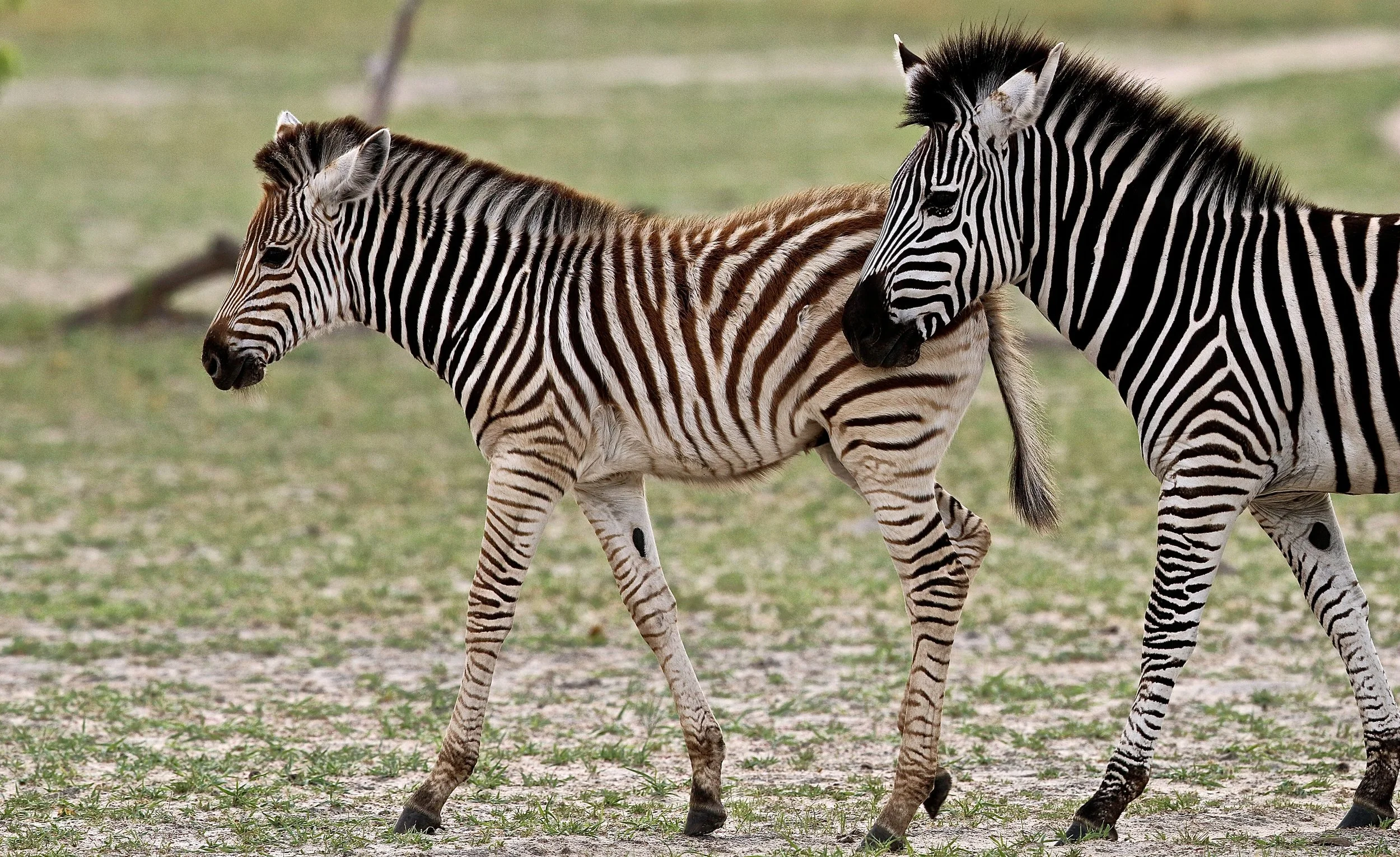 zebra.JPG