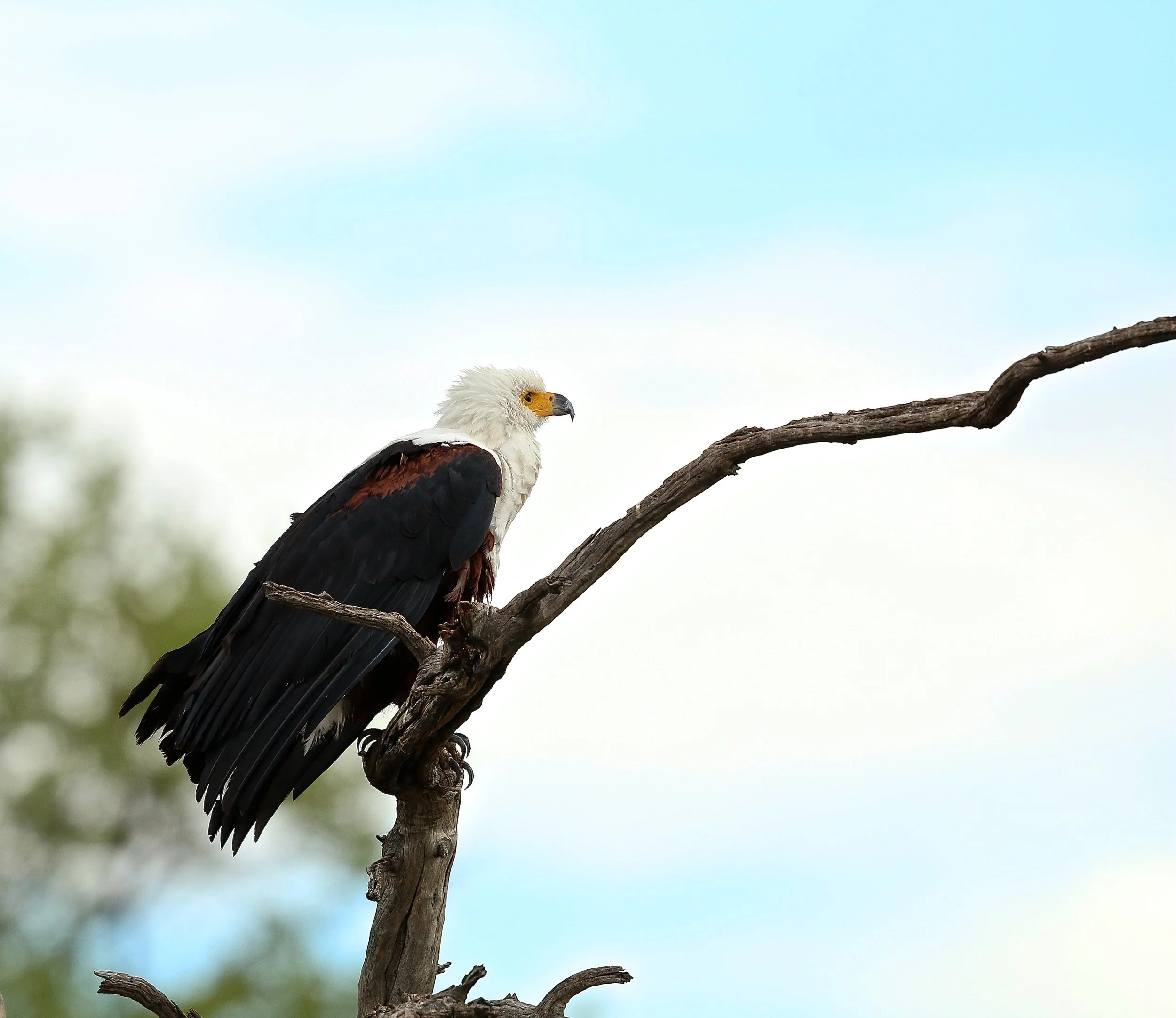 African fish eagle.JPG