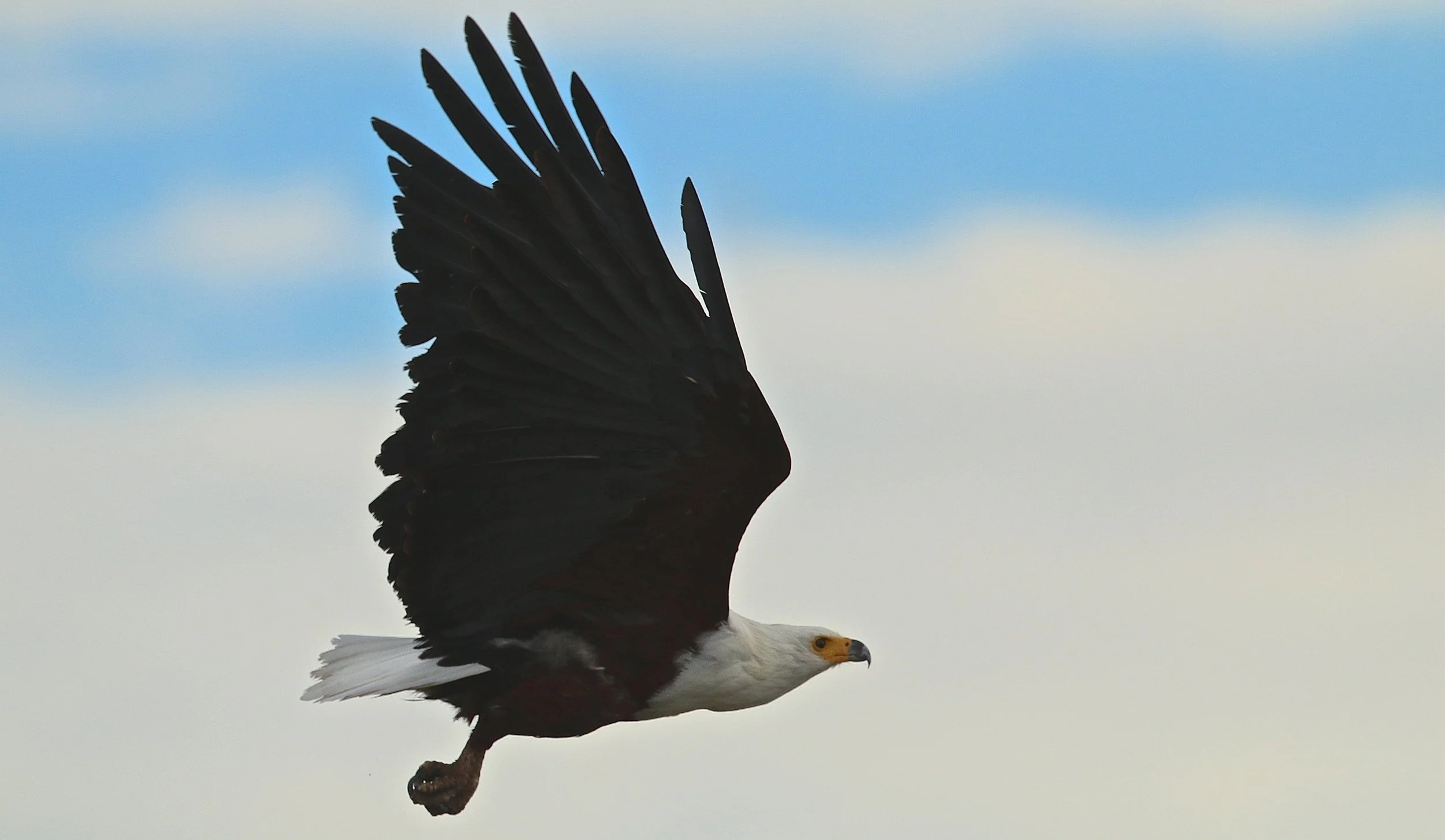 African fish eagle.JPG