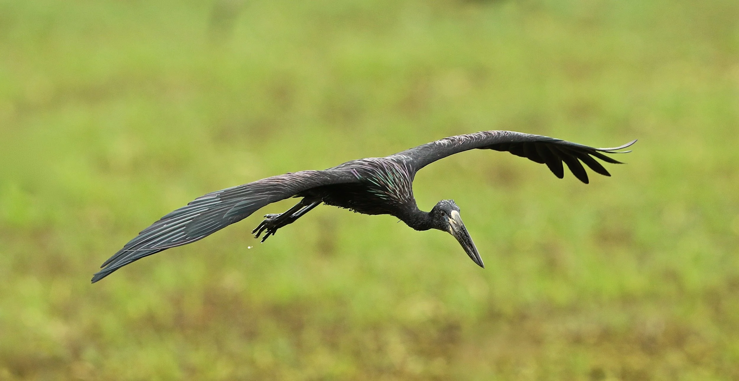 Openbilled Stork.JPG