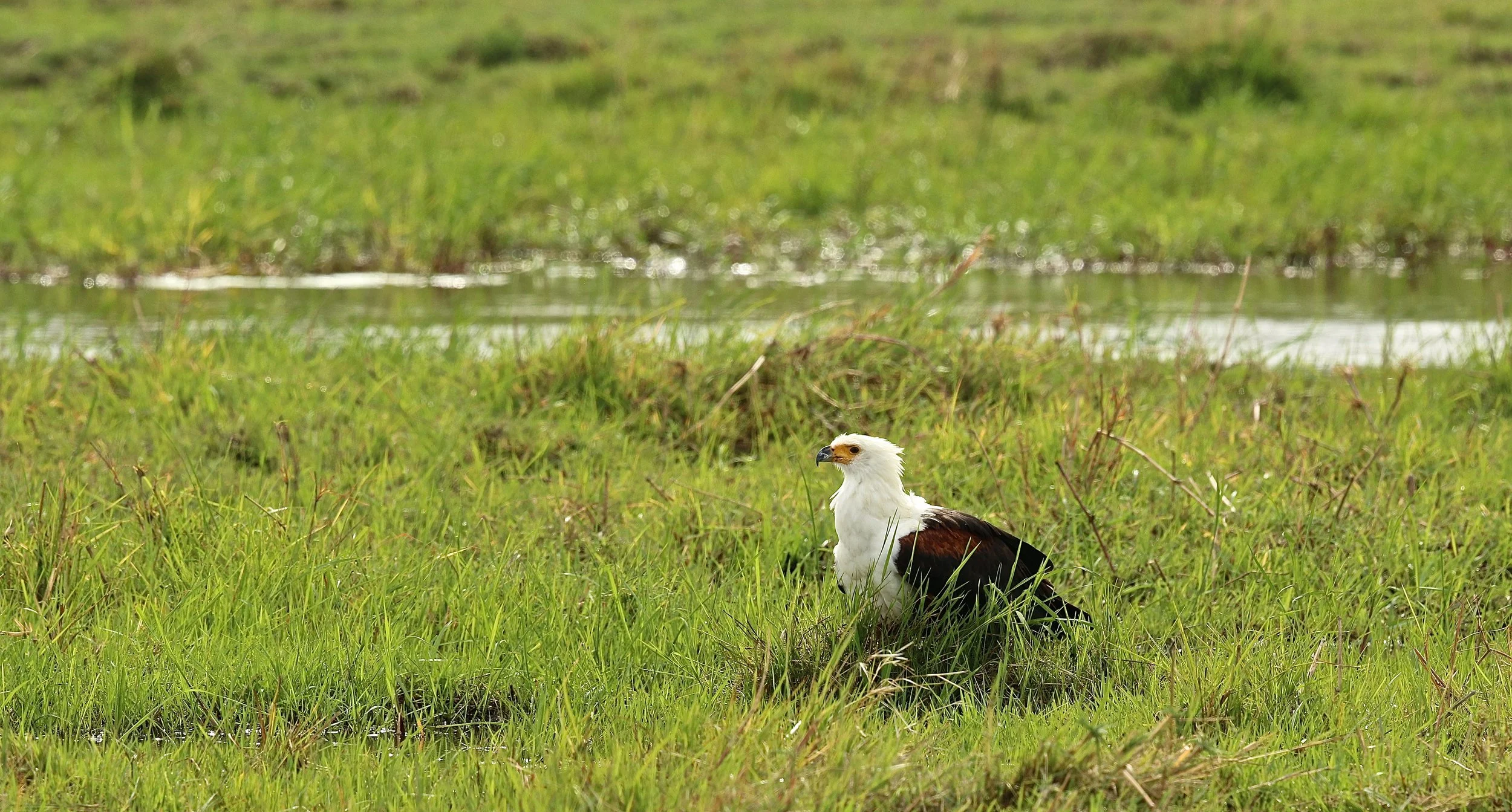 African fish eagle.JPG