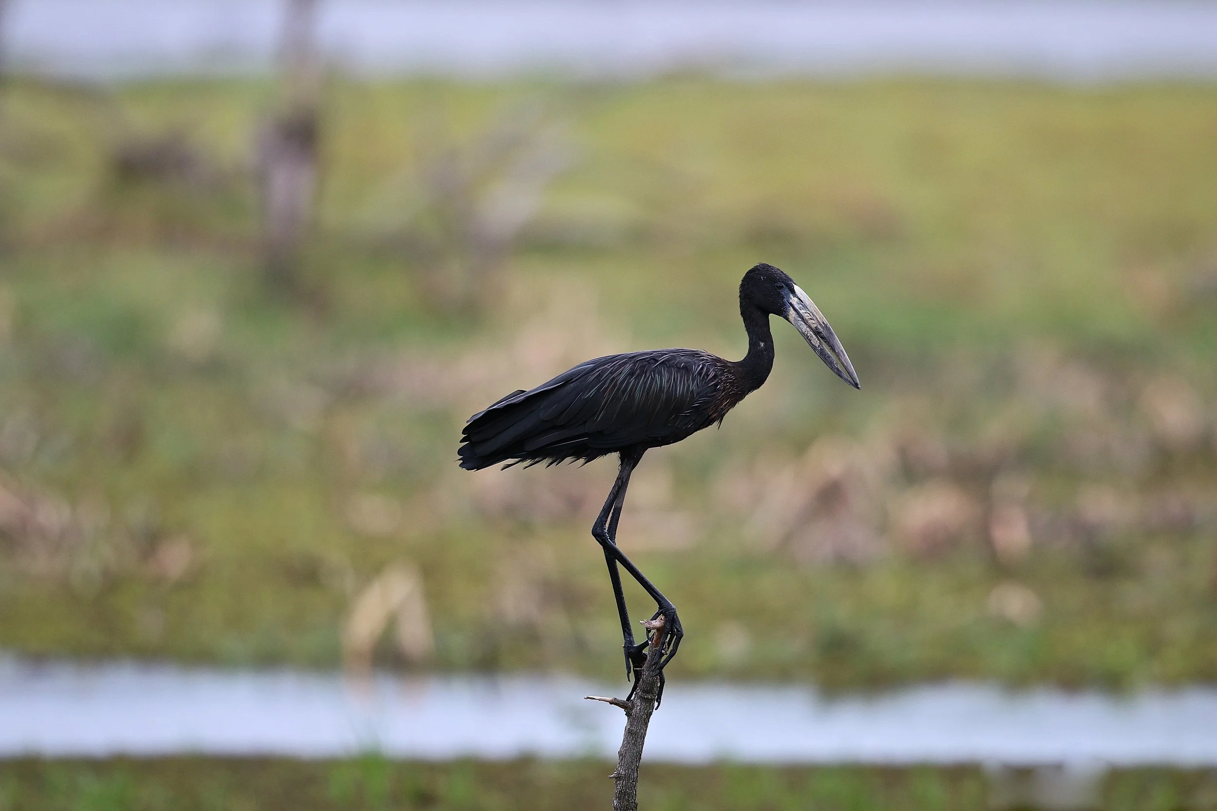 Openbilled Stork.JPG