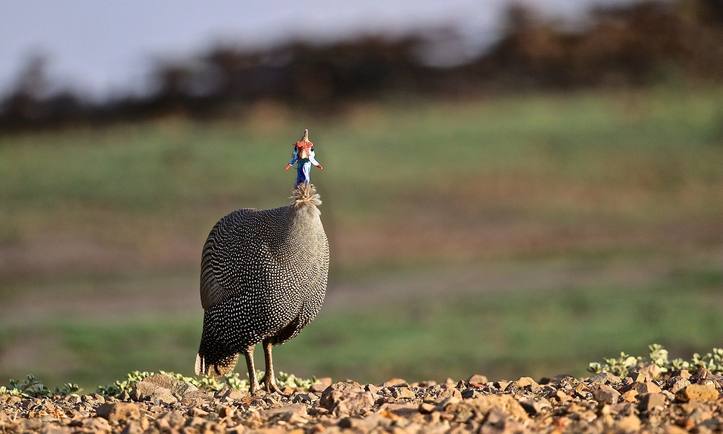 Helmeted Guineafowl.JPG