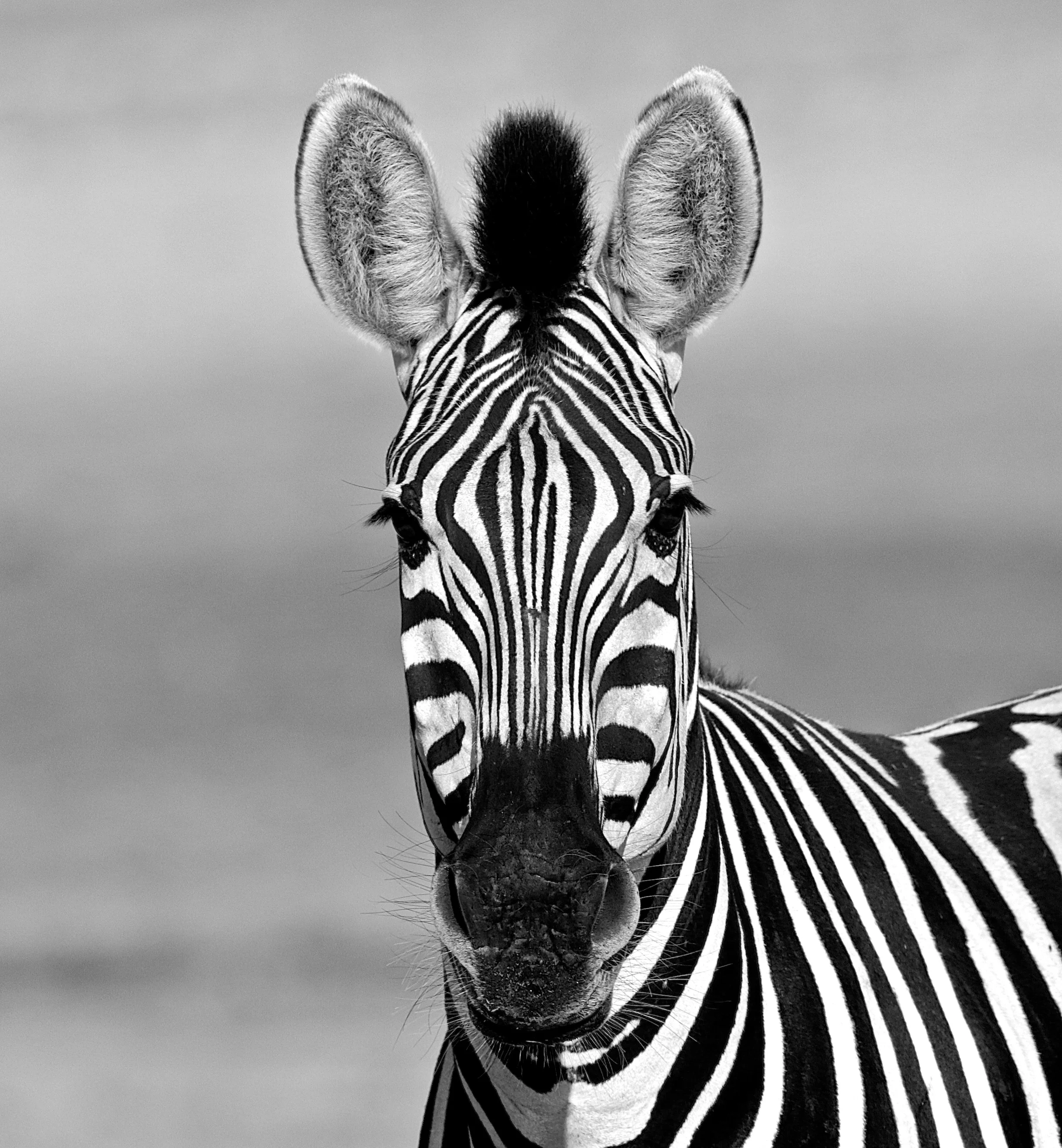 zebra.JPG
