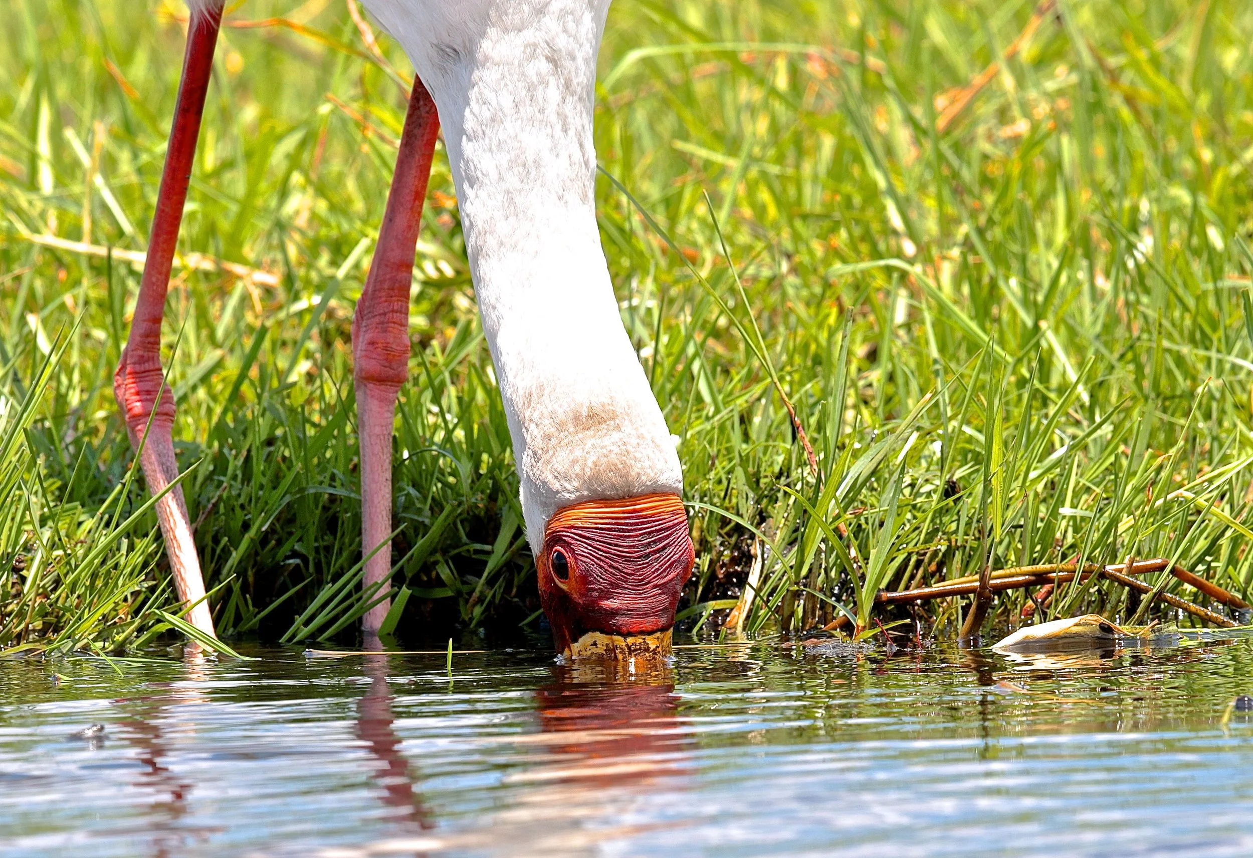 Yellowbilled stork.JPG
