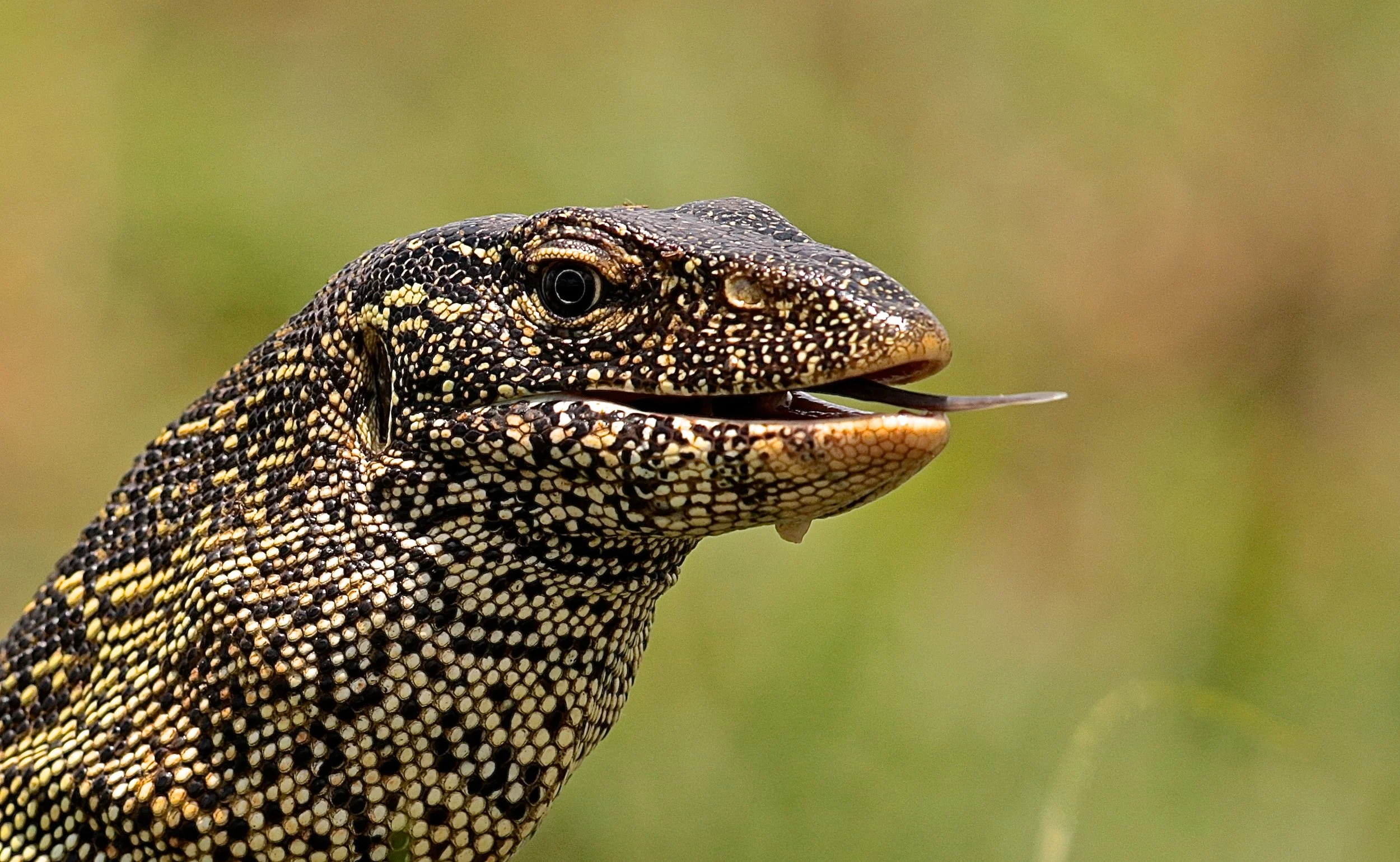 Water monitor (? iguana).JPG