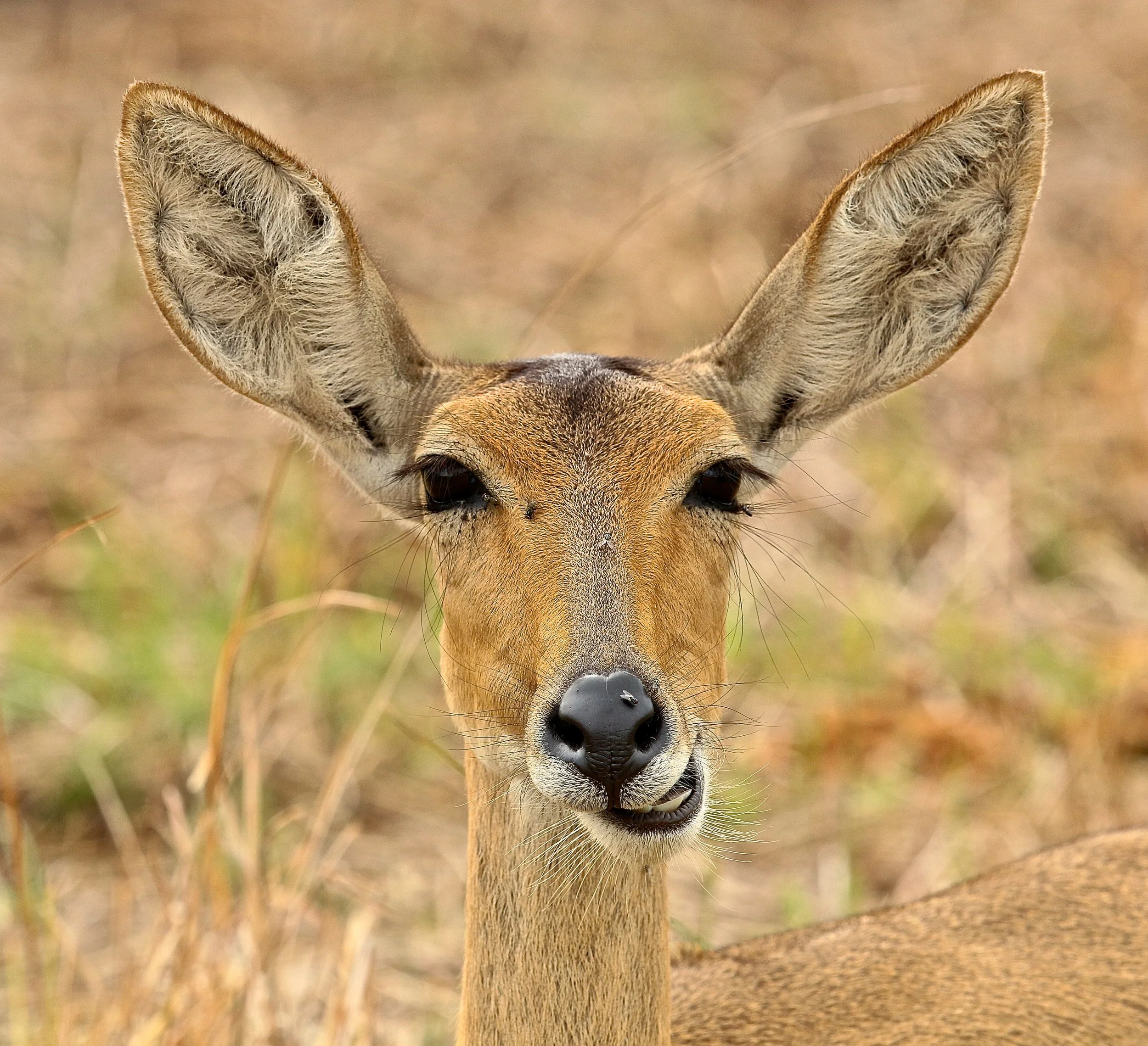 Red Lechwe.JPG