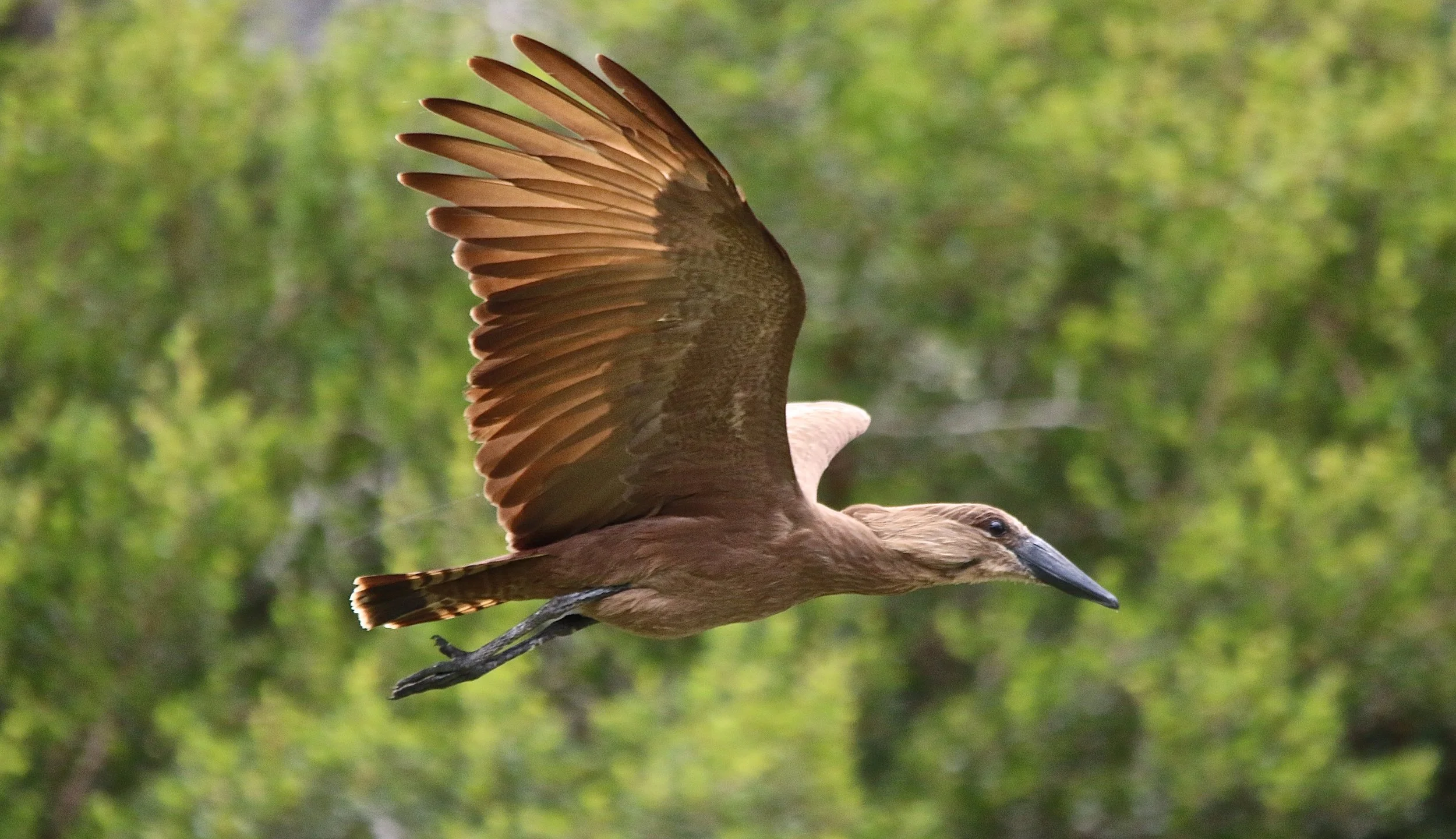 Hamerkop.JPG
