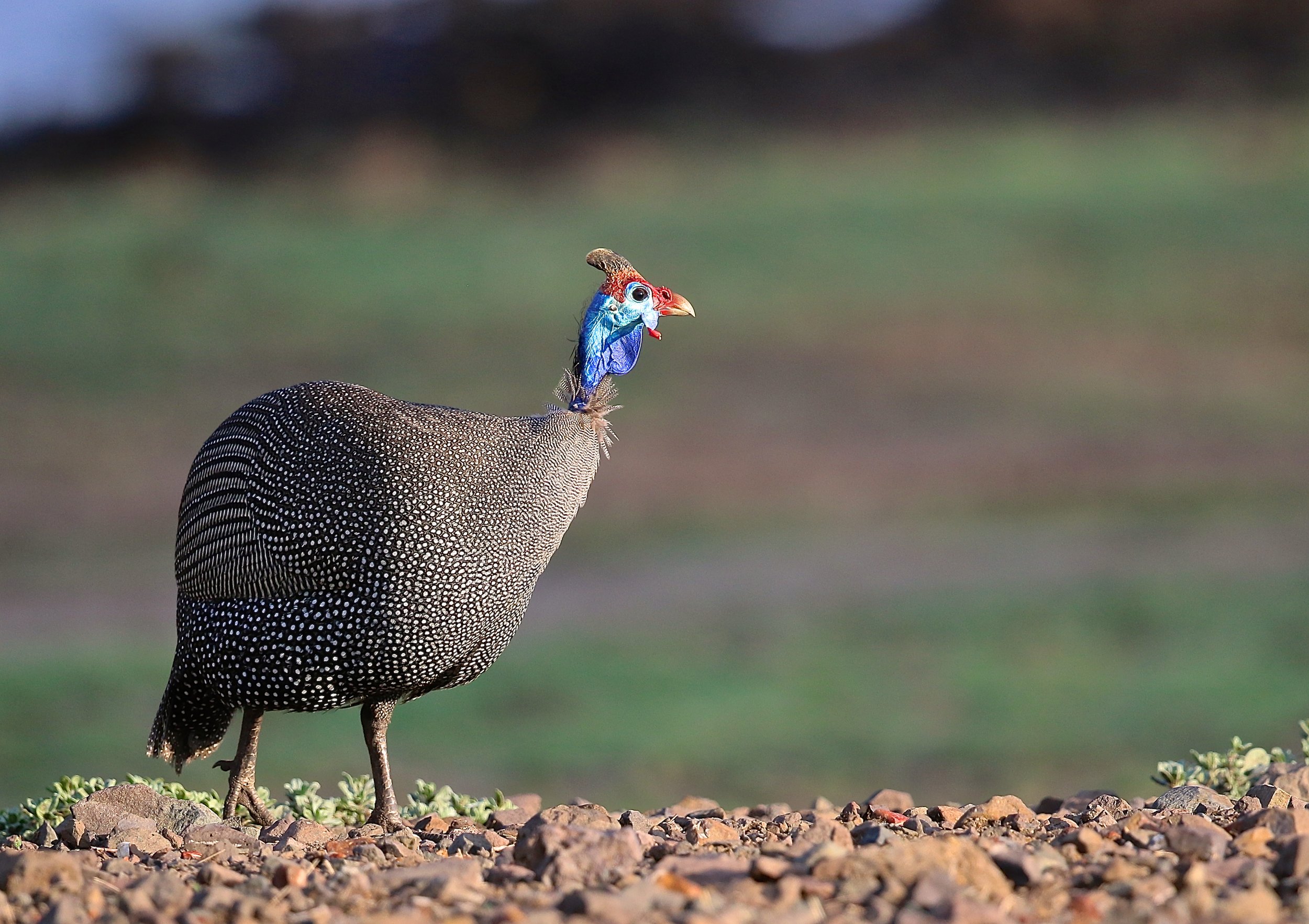 Helmeted Guineafowl.JPG