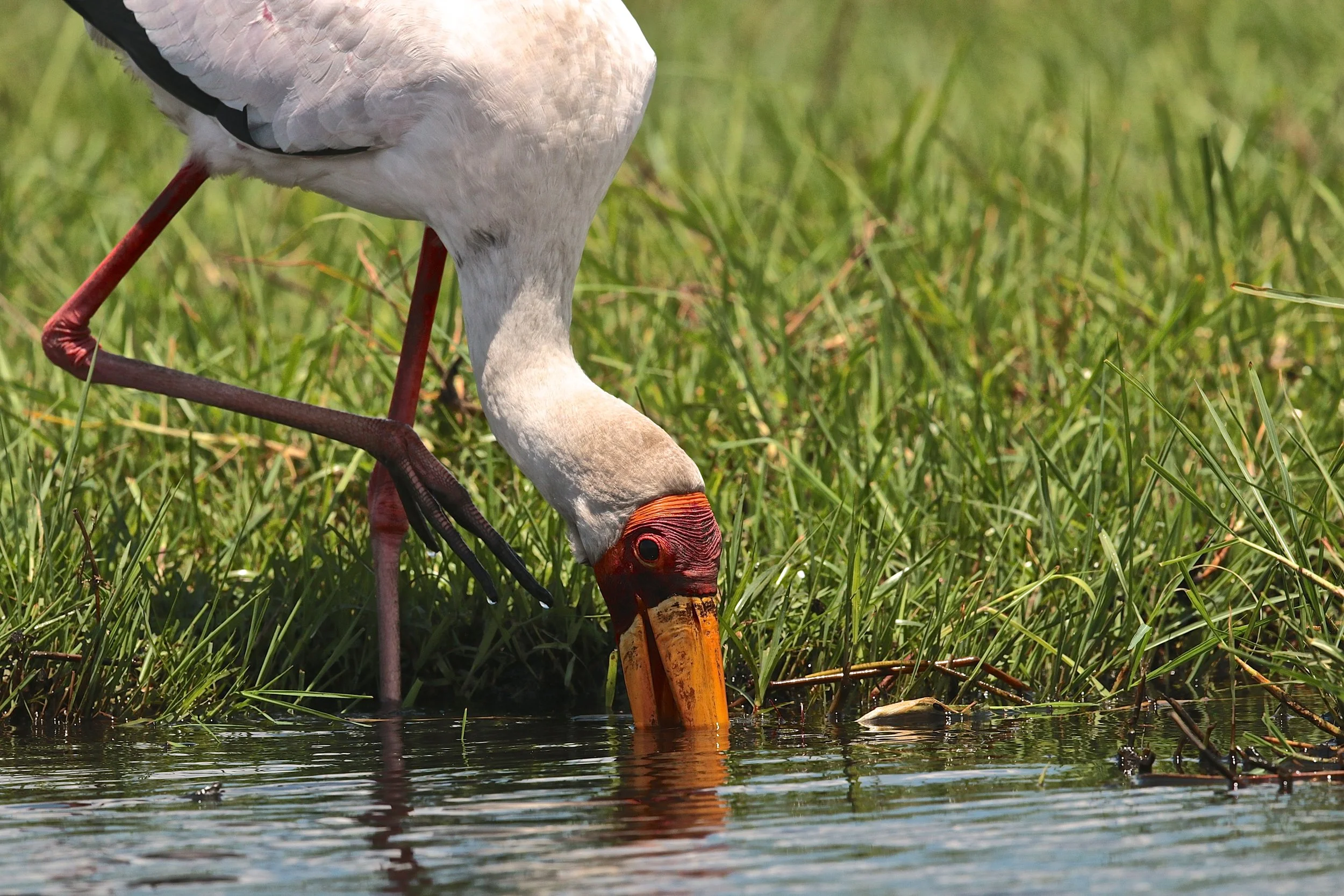 Yellowbilled stork.JPG