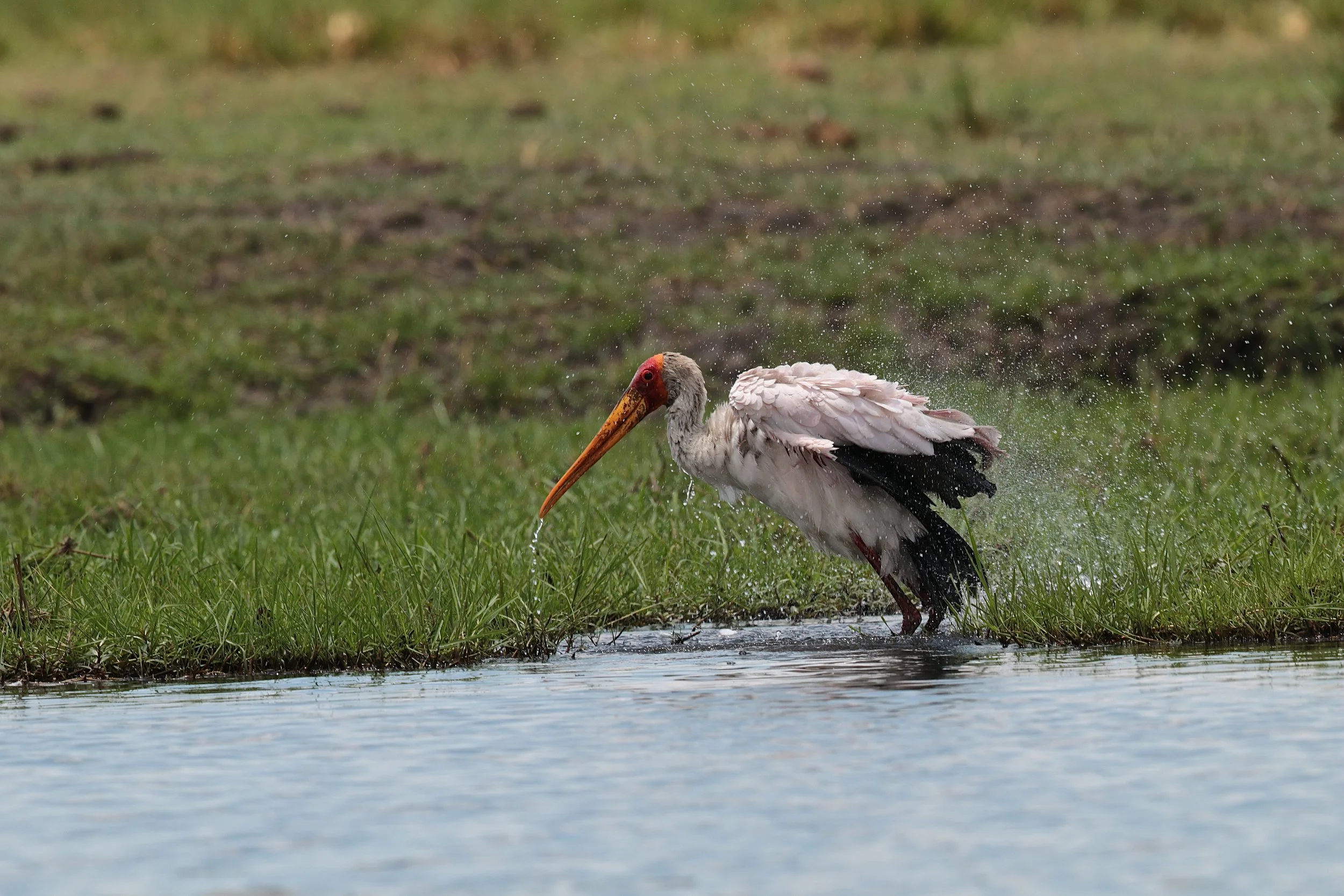 Yellowbilled stork.JPG