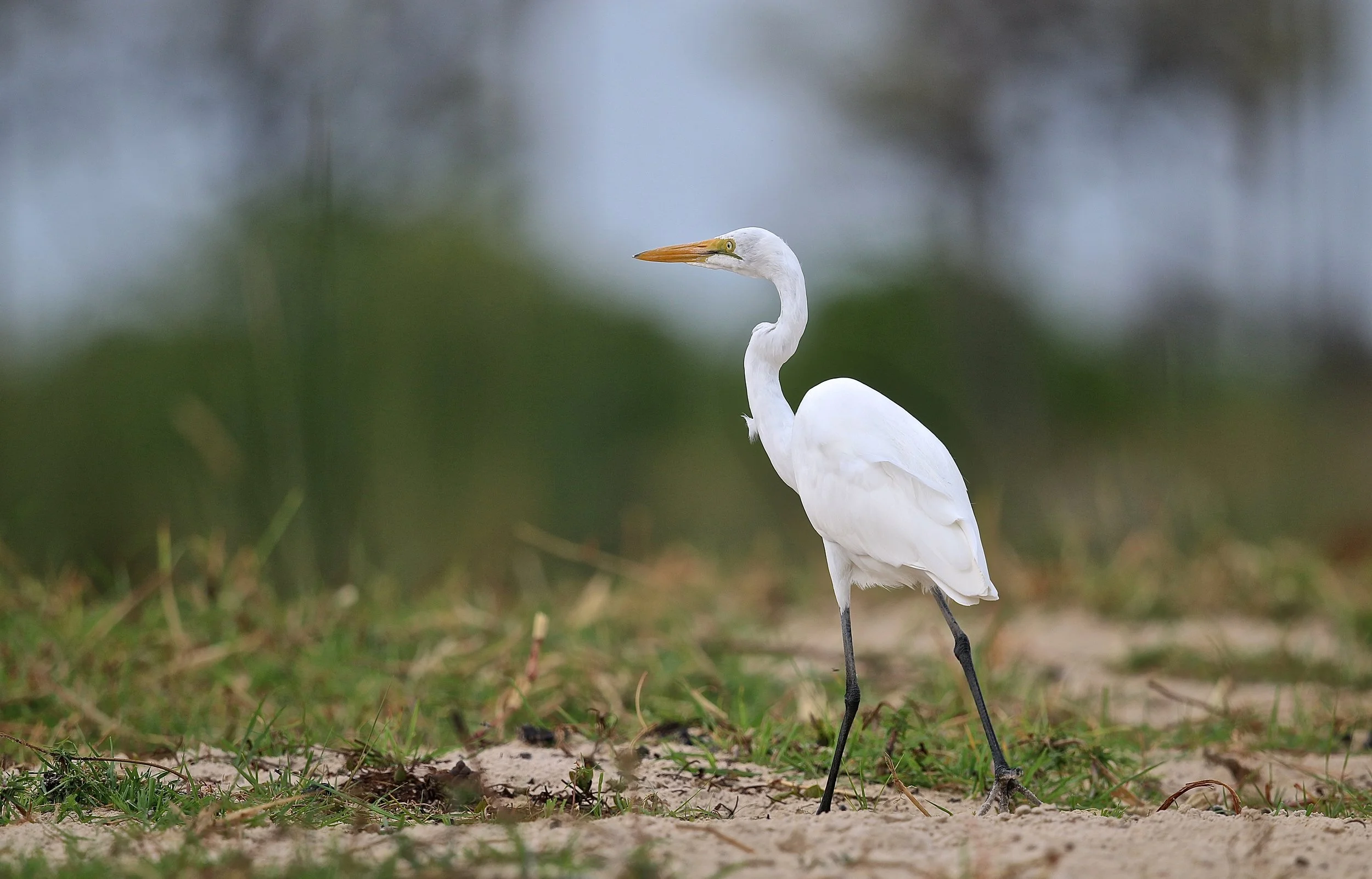 Great white egret.JPG