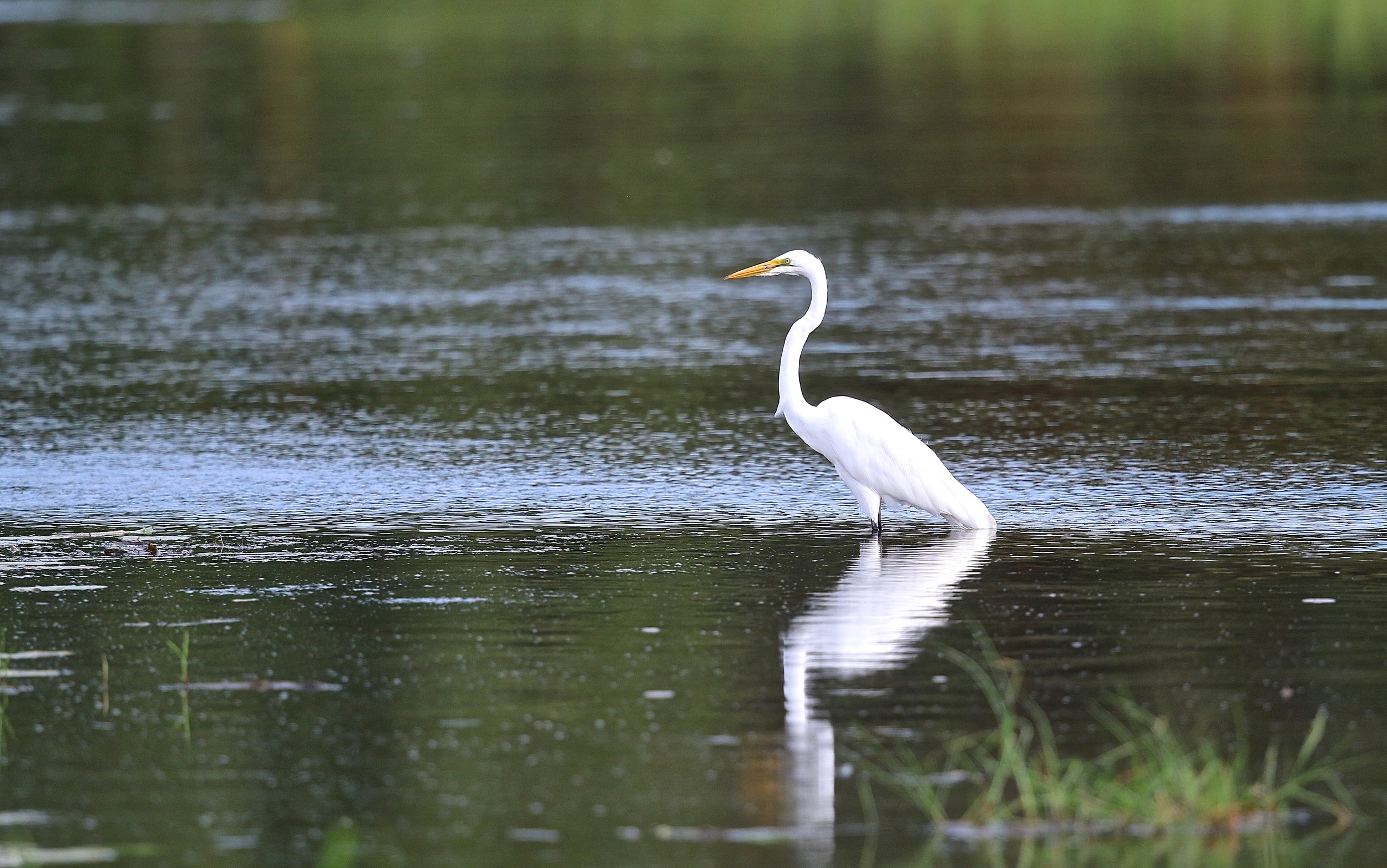 Great white egret.JPG