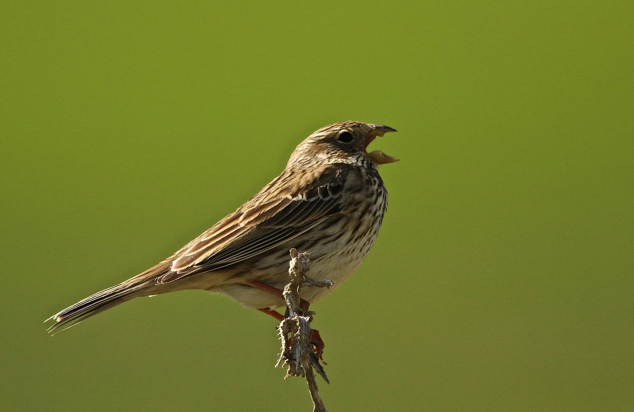 Grauwe gors - Corn bunting - Bruant proyer