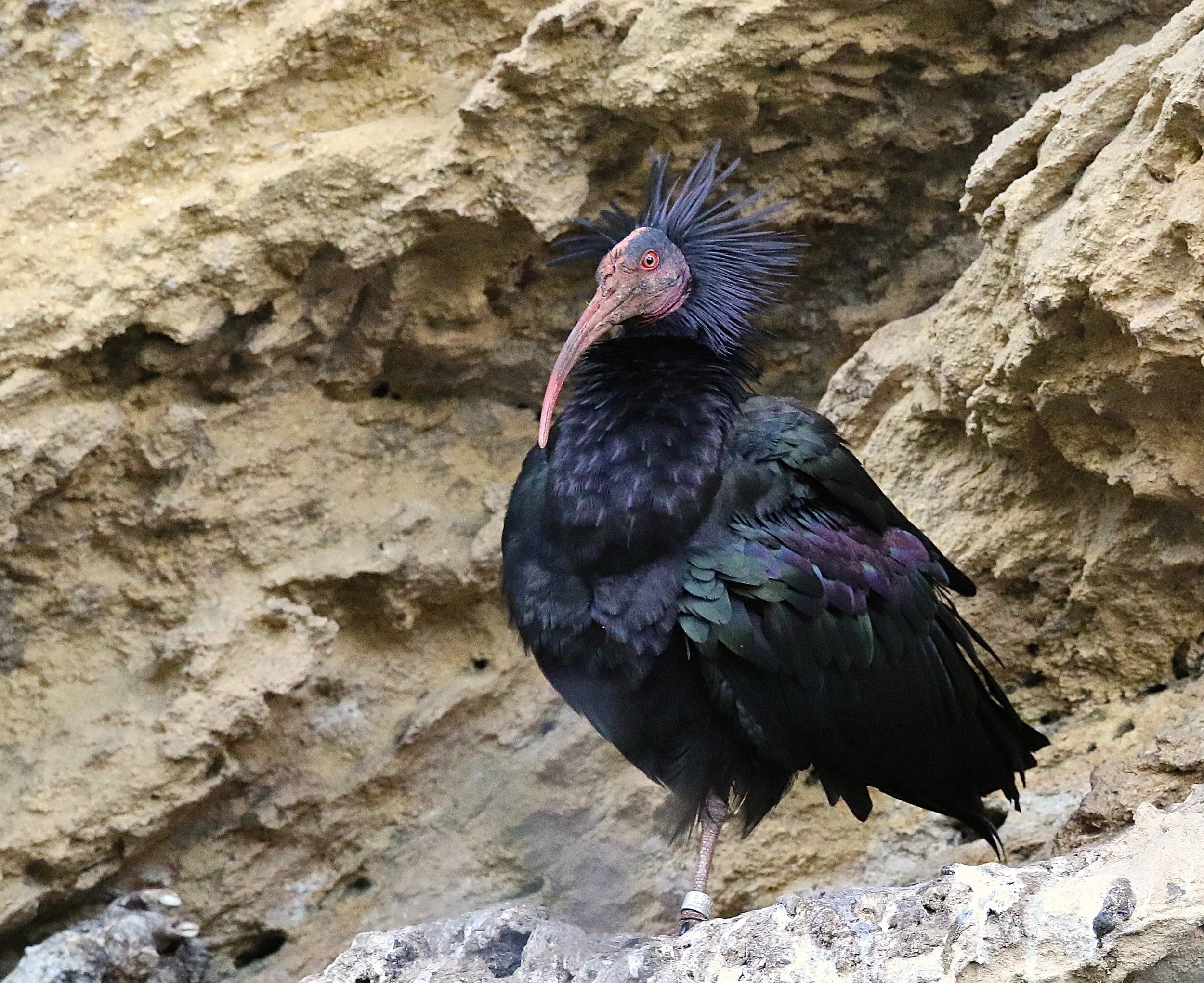 Heremiet ibis - Northern bald ibis - ibis chauve du nord